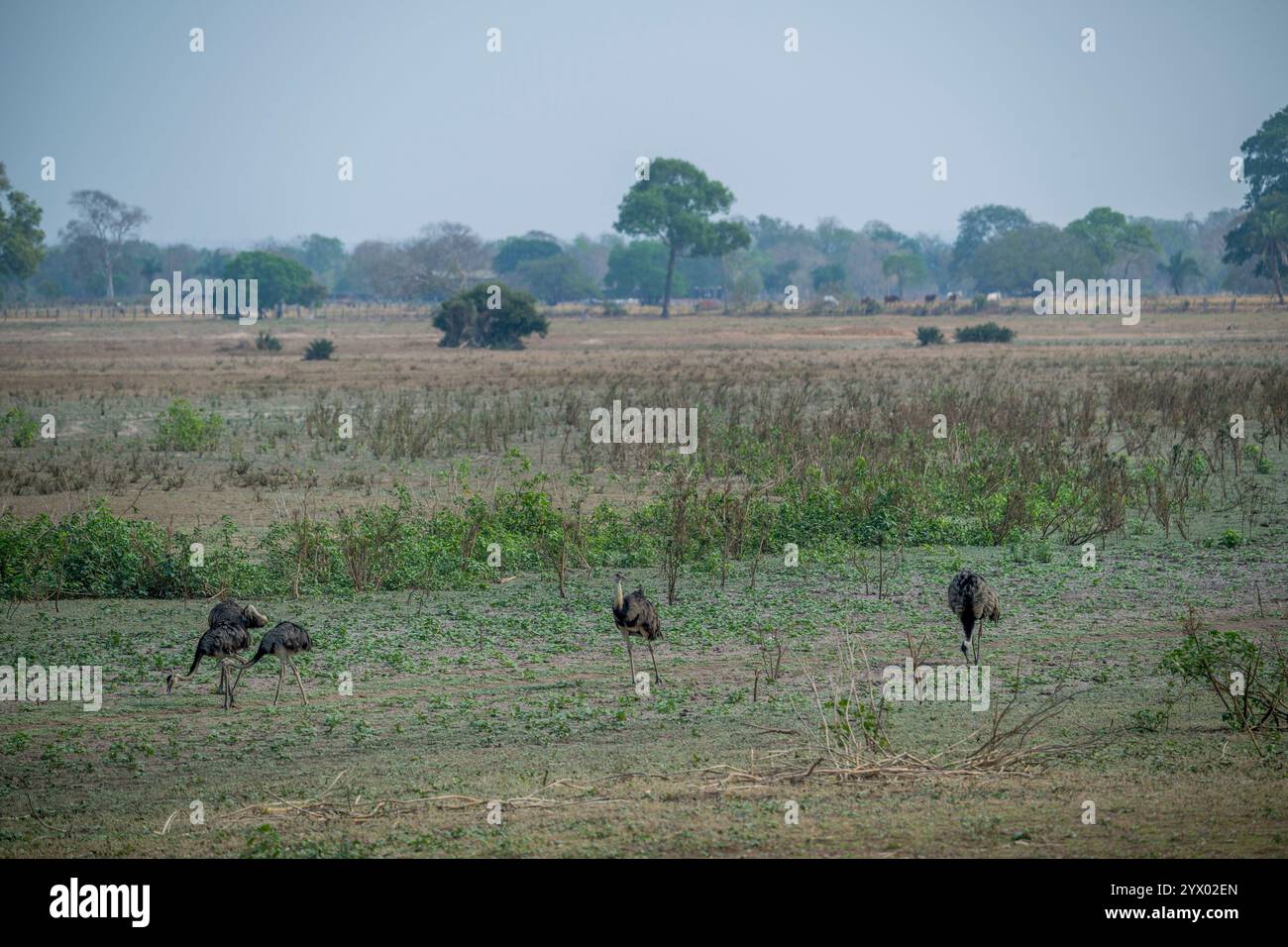 Les grands rhéas (Rhea americana), un oiseau sans vol, se nourrissant dans les prairies près de la loge de Piuval dans le nord du Pantanal, État du Mato Grosso, Braz Banque D'Images
