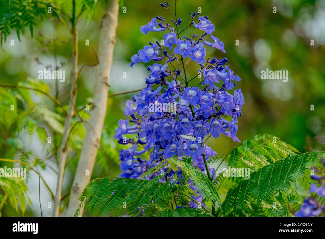 Gros plan de la fleur d'un Jacaranda bleu près du Piuval Lodge dans le Pantanal Nord, État du Mato Grosso, Brésil. Banque D'Images