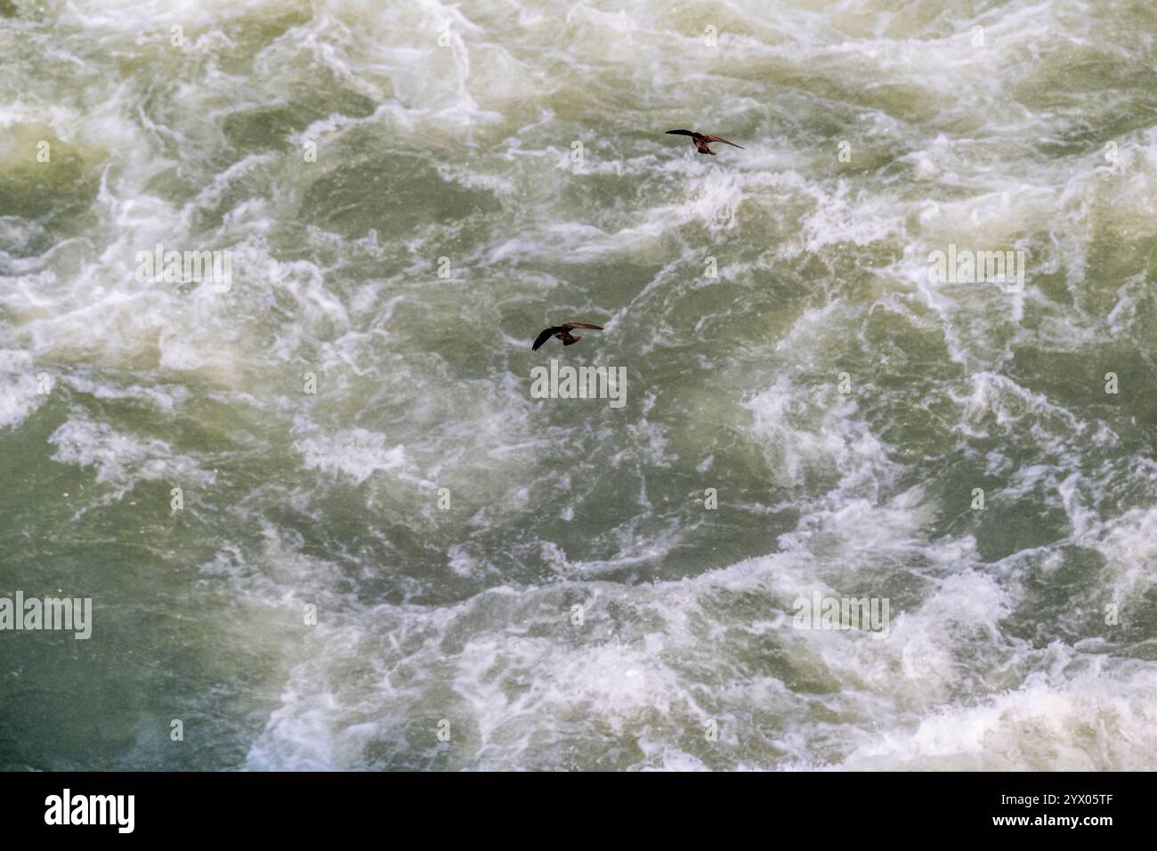 De grands mouvements sombres (Cypseloides senex) survolent la rivière Iguazu près de la cascade de la gorge du diable sur le côté argentin des chutes d'Iguazu, Iguassu Banque D'Images