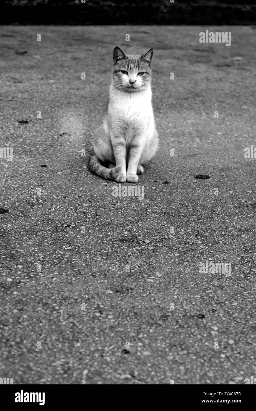 Chat de rue mignon à Alexandroupoli, Grèce Banque D'Images