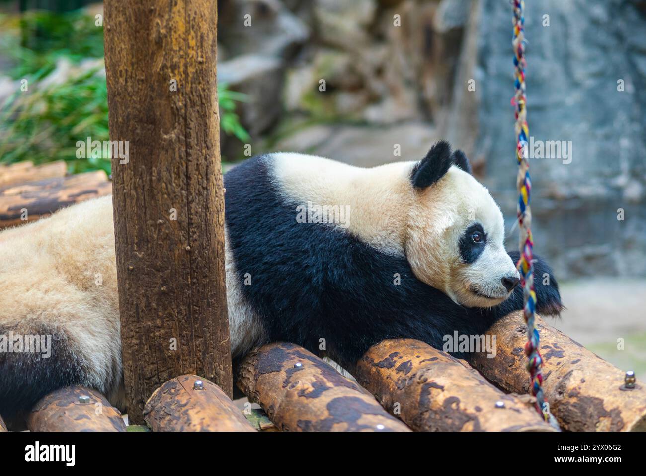 Panda géant détendu dans le Sanctuaire Banque D'Images