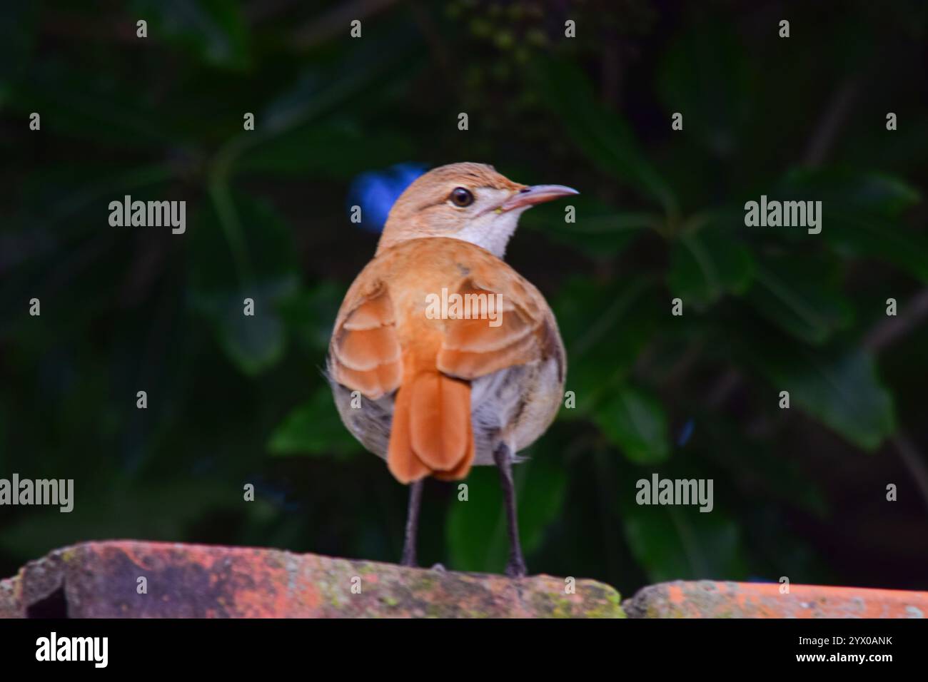 Oiseau de four sur un mur rouge Banque D'Images