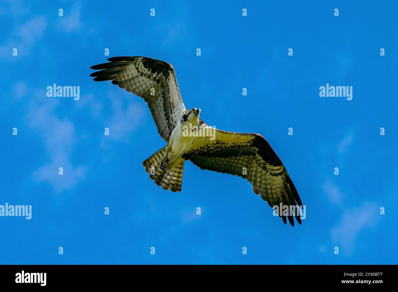 Osprey survole Eagle Island State Park, Idaho Banque D'Images