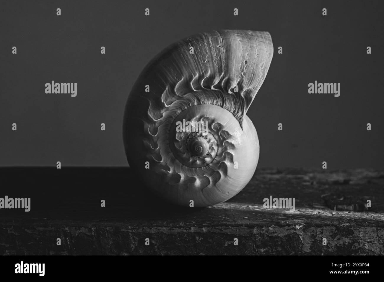 Une photographie en noir et blanc d'une coquille de nautilus chambrée Nautilus pompilius montre un beau motif en spirale. Banque D'Images