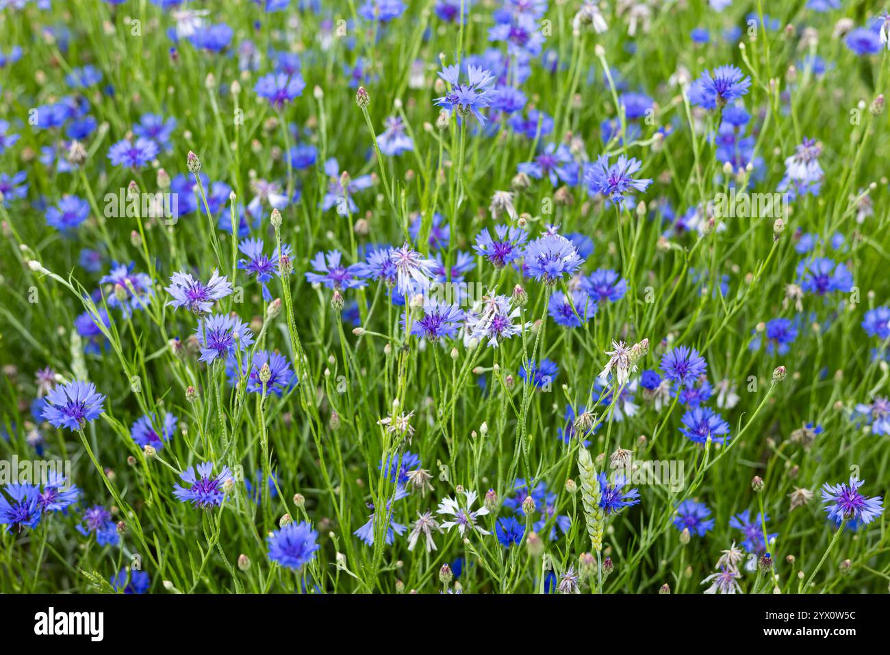 Champ de bleuets bleus vibrants fleurissant dans une prairie verte luxuriante par une journée d'été ensoleillée, créant un paysage naturel pittoresque Banque D'Images