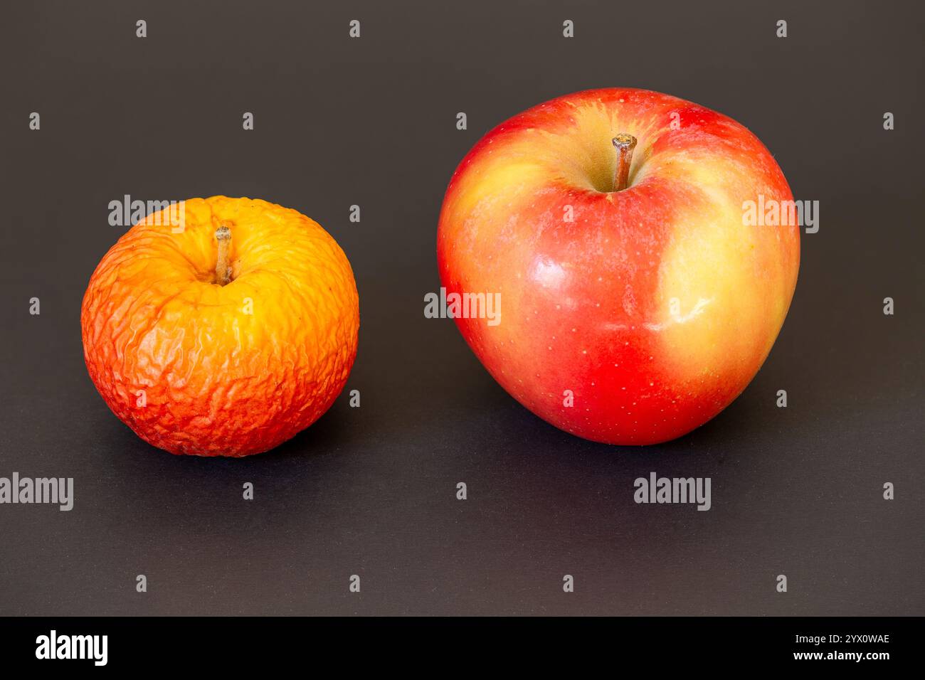 Une pomme mûre se trouve à côté d'une version séchée de la saison précédente, symbolisant le contraste entre la jeunesse et la vieillesse. Jeunesse Vs âge. Juxtaposition. Banque D'Images