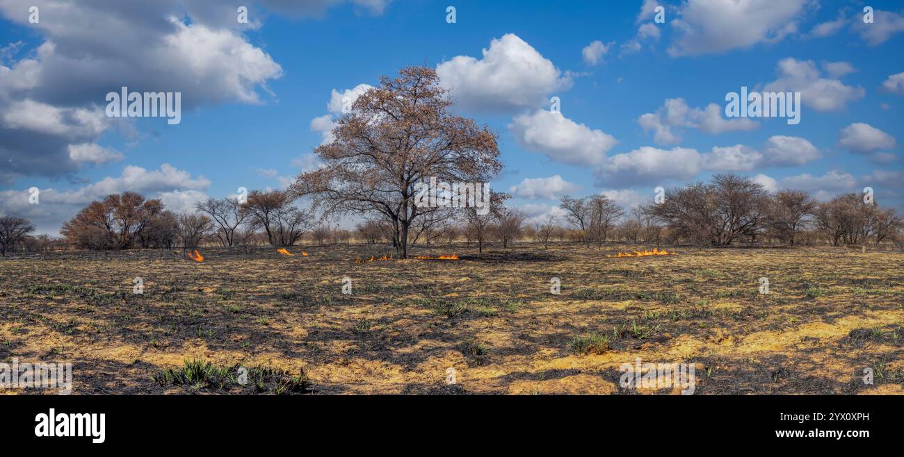 déforestation dommages environnementaux défrichement de la forêt pour l'agriculture, feu de terre, feu, flammes , brousse africaine avec acacia, problèmes avec le changement climatique Banque D'Images