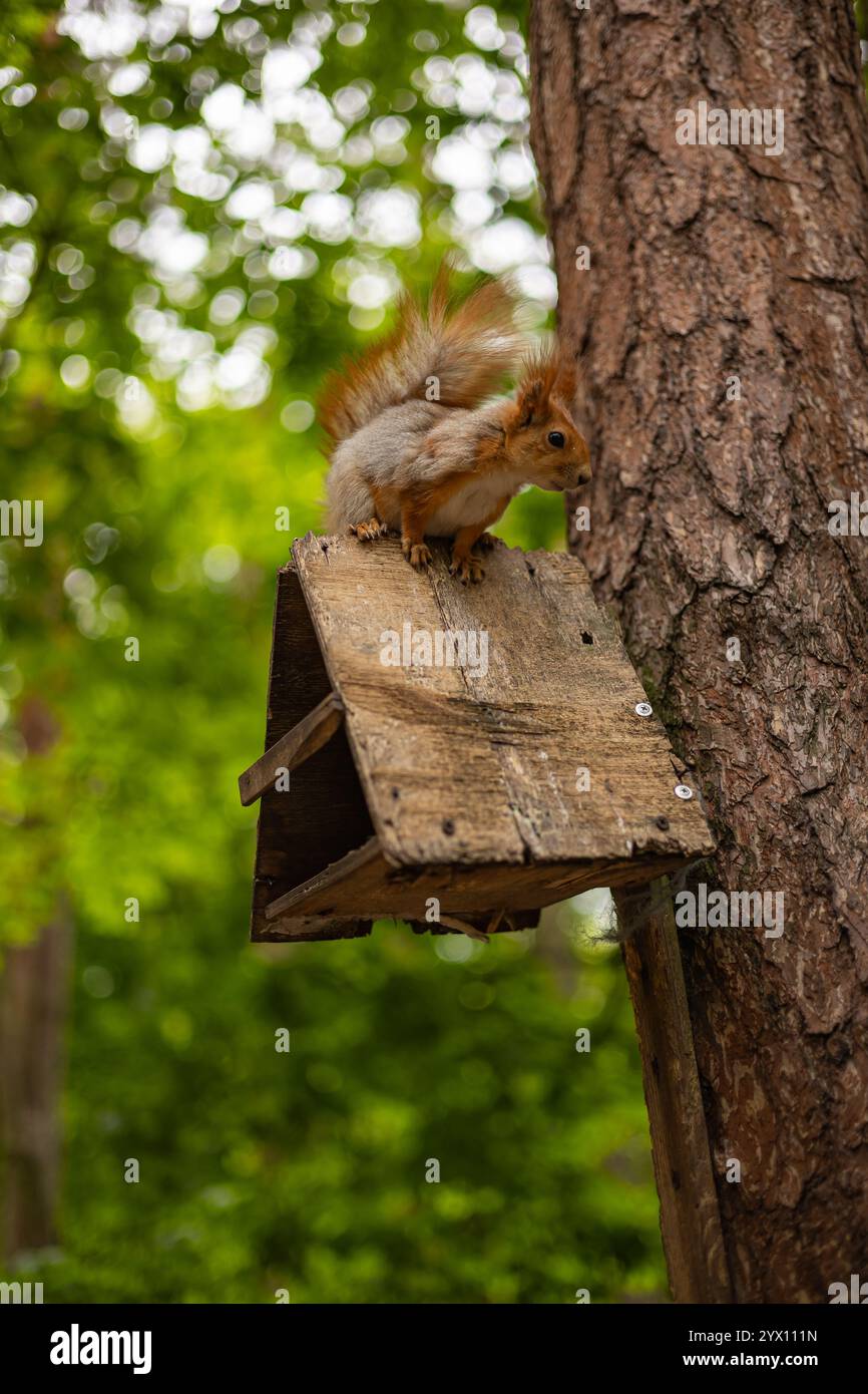 Curieux écureuil rouge assis sur un nichoir en bois attaché à un tronc d'arbre dans une forêt verdoyante. Faune, exploration de la nature et comportement animal Banque D'Images