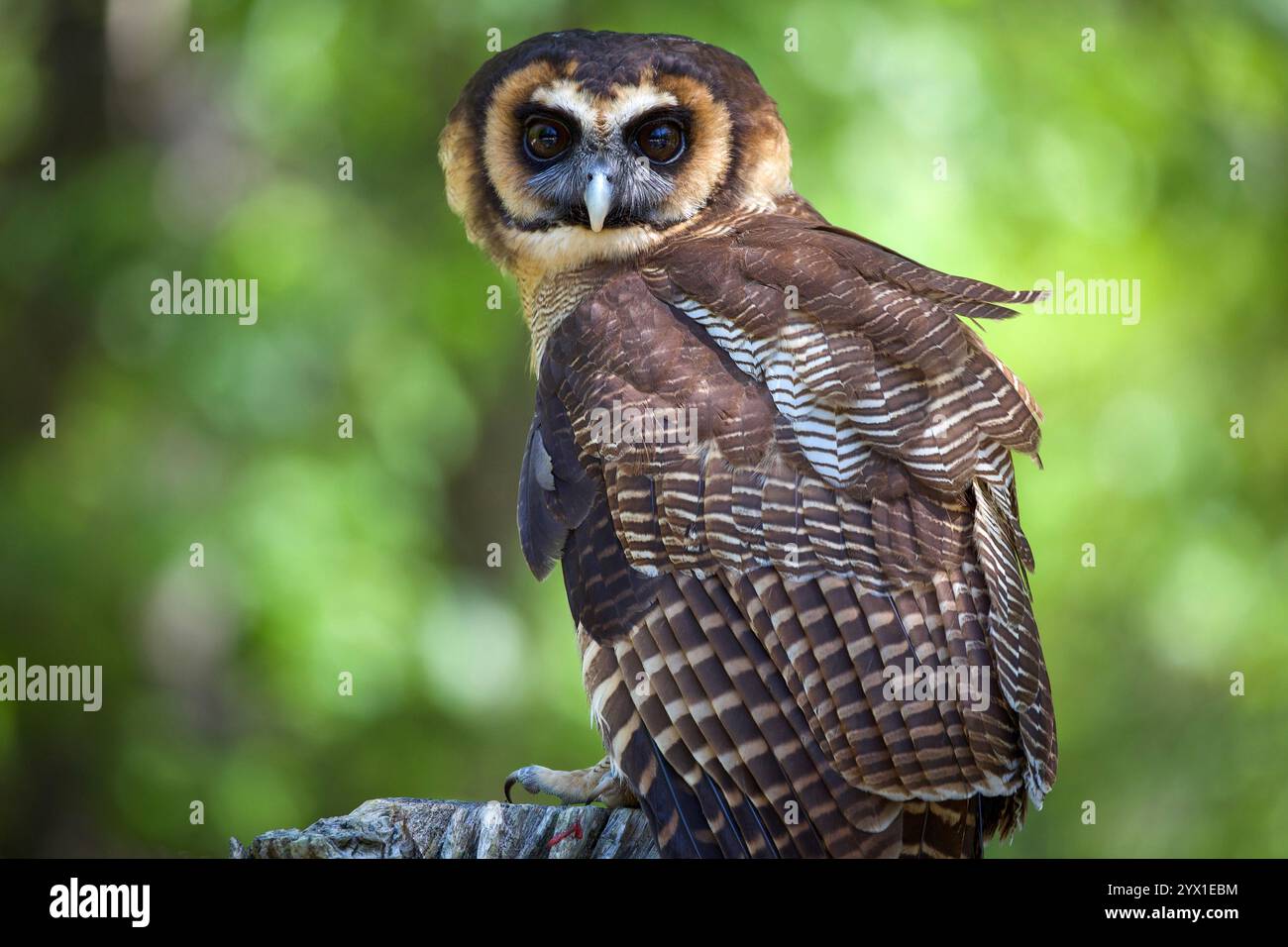 Portrait de la faune d'un hibou spectaculaire perché sur une branche, affichant son plumage détaillé sur un fond vert vif Banque D'Images