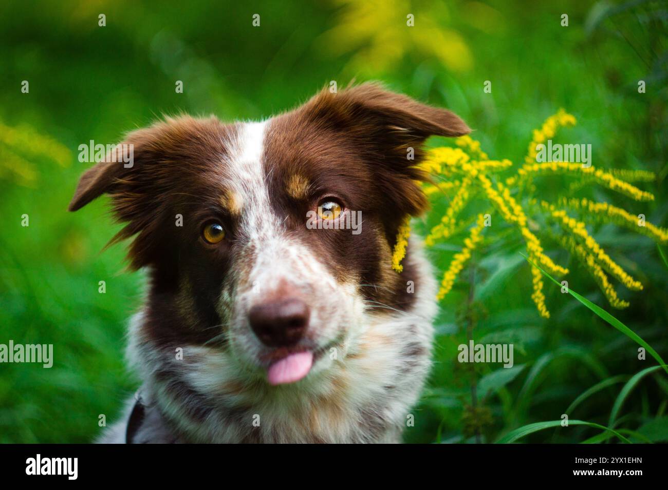 chien brun et blanc sortant de sa langue Banque D'Images