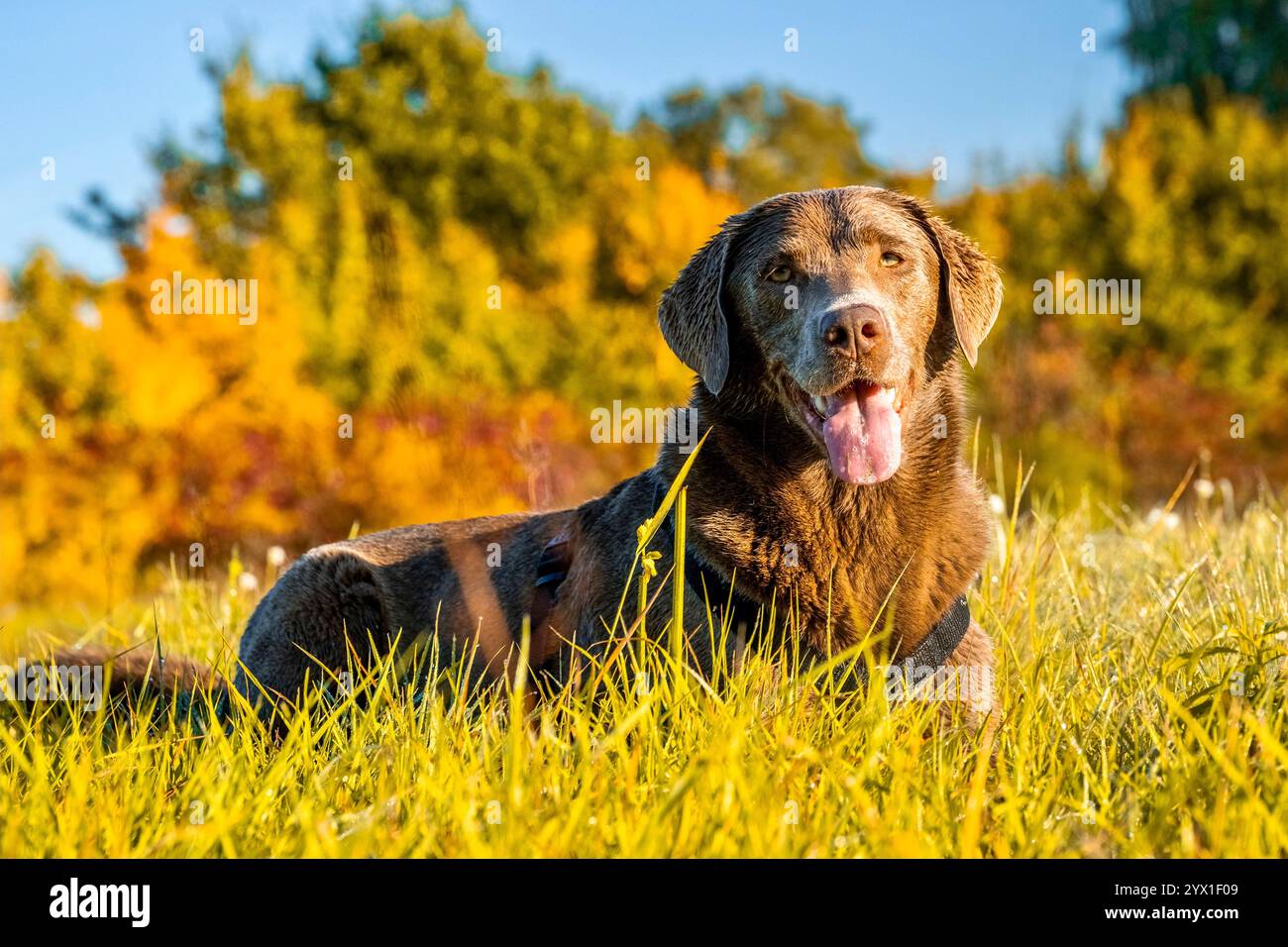 Chien Labrador brun couché dans Sunny Meadow avec un fond de feuillage d'automne vibrant Banque D'Images