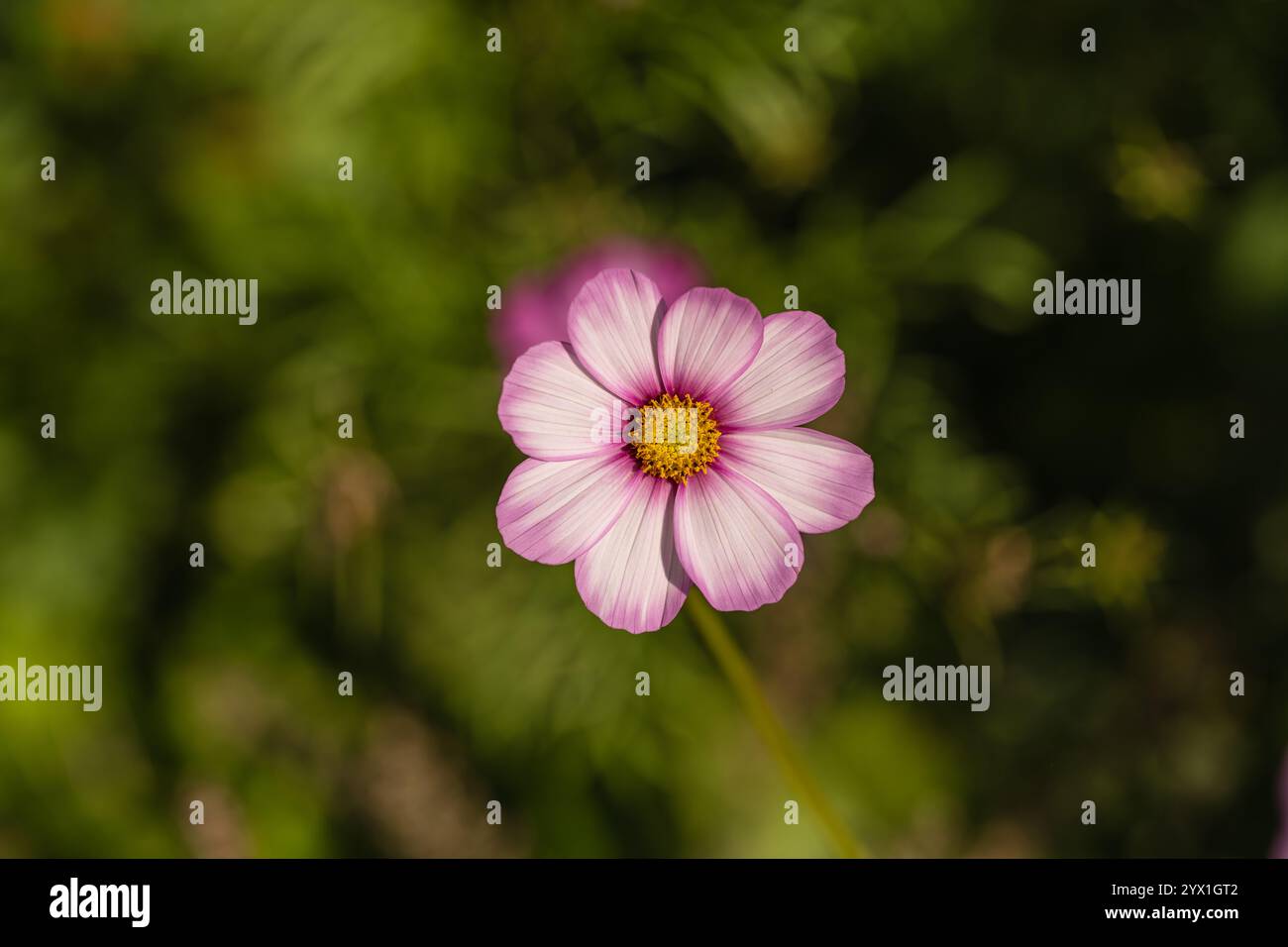 Gros plan d'un groupe de fleurs roses du cosmos. Les fleurs sont en pleine floraison et ont des centres jaunes. L'arrière-plan est flou et vert. Banque D'Images