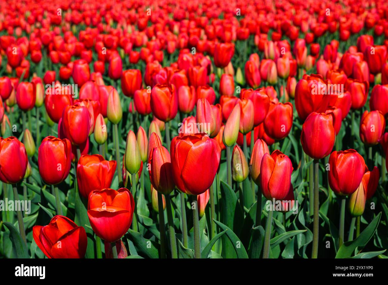 Gros plan de tulipes rouges poussant dans un champ agricole avec des feuilles vertes Banque D'Images