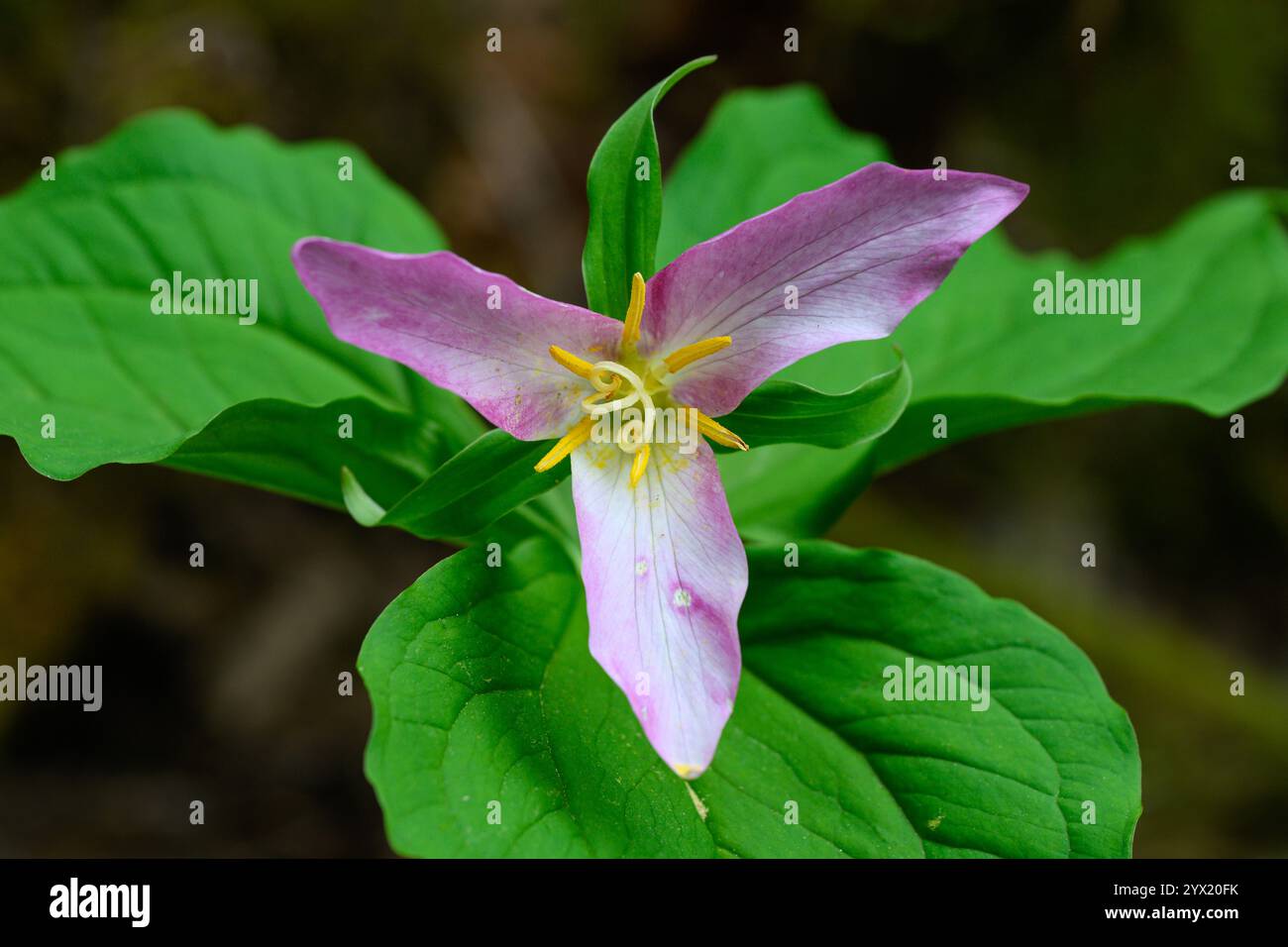 La plante de fleurs sauvages Trillium ovatum montre des dommages pendant qu'elle vieillit à la phase rose Banque D'Images