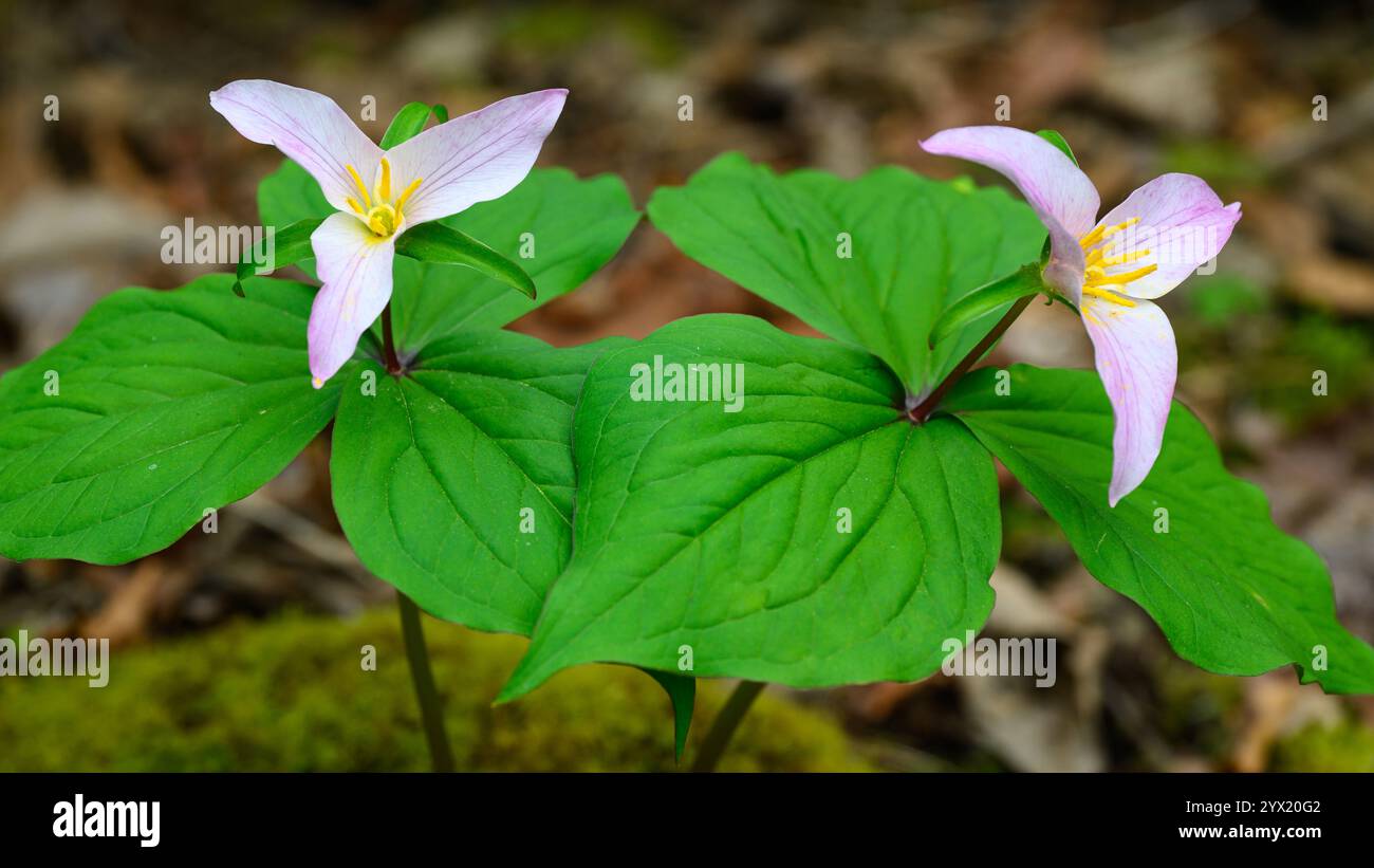 Paire de trillium ovatum virant rose dans les bois Banque D'Images