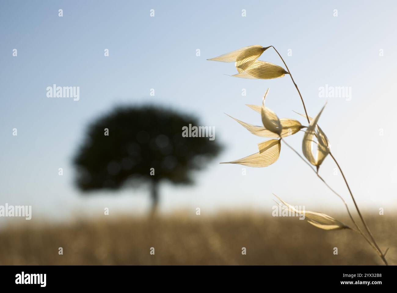 tige de plante au coucher du soleil sur l'arbre flou solitaire silhouette de fond Banque D'Images