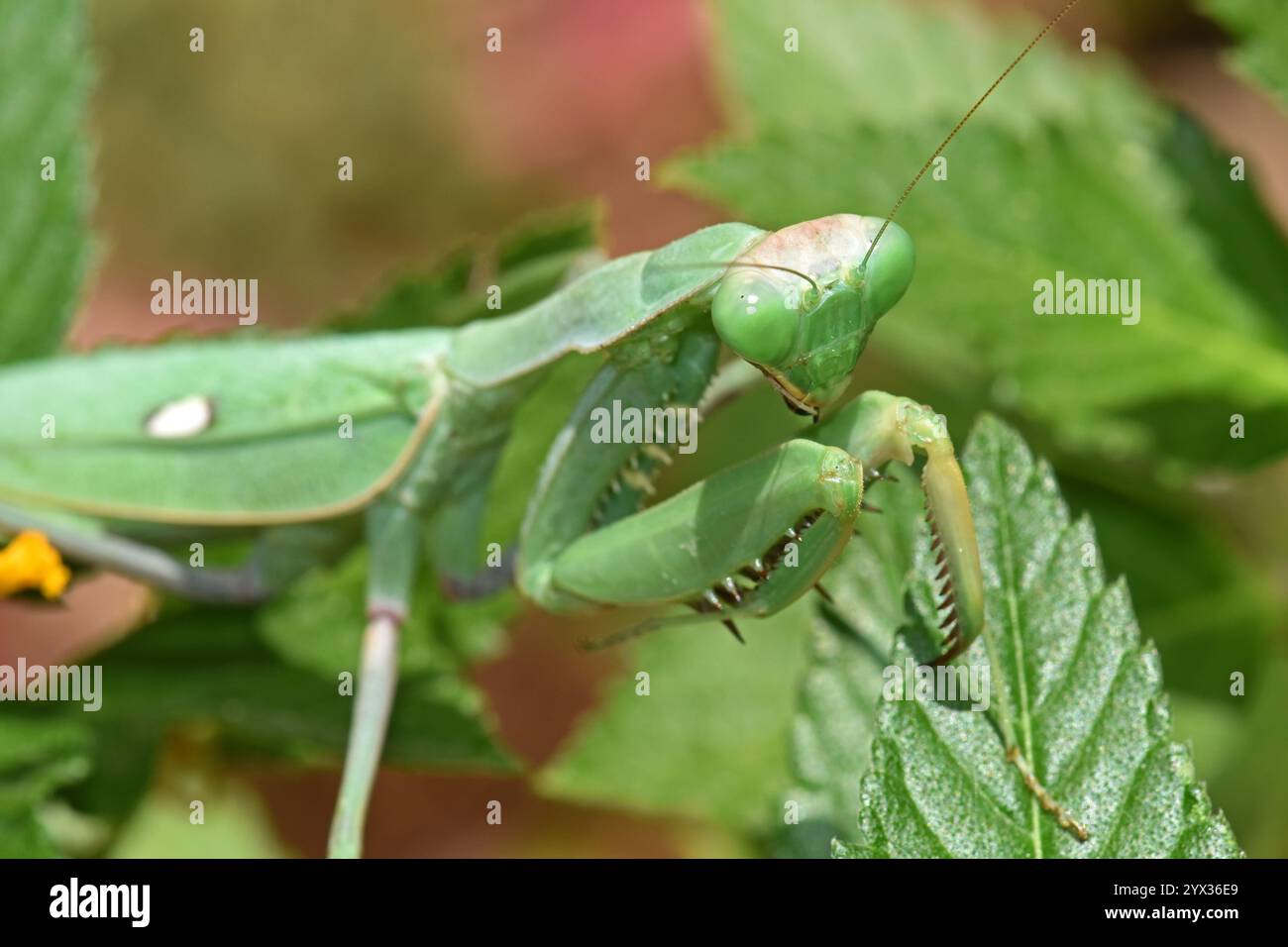 La mante priante camouflée sur des feuilles vertes Banque D'Images