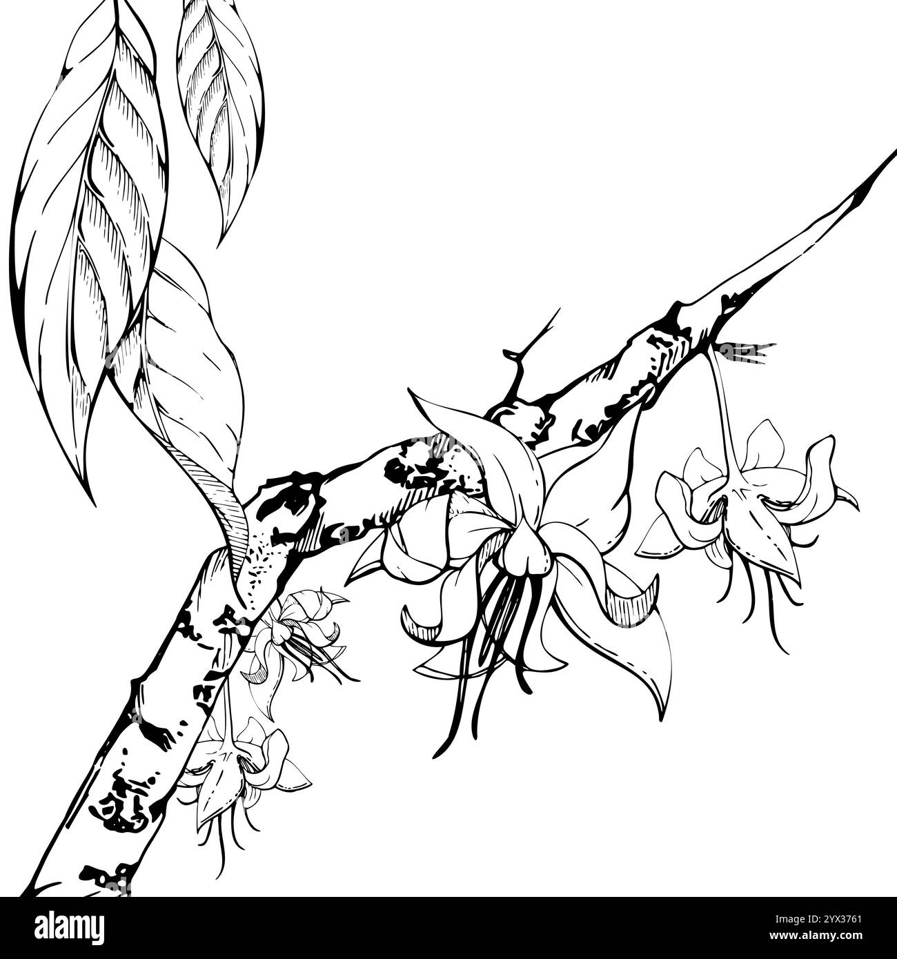 Nature tropicale exotique café cacao cacao branche d'arbre, fleurs feuilles. Illustration vectorielle d'encre dessinée à la main sur fond blanc isolé. Conception du voyage Illustration de Vecteur