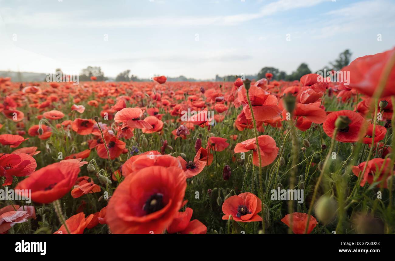 Vue rapprochée de quelques coquelicots rouges (mise au point sélective). Champ de coquelicots contre ciel bleu. Champ de coquelicots au lever du soleil. Banque D'Images