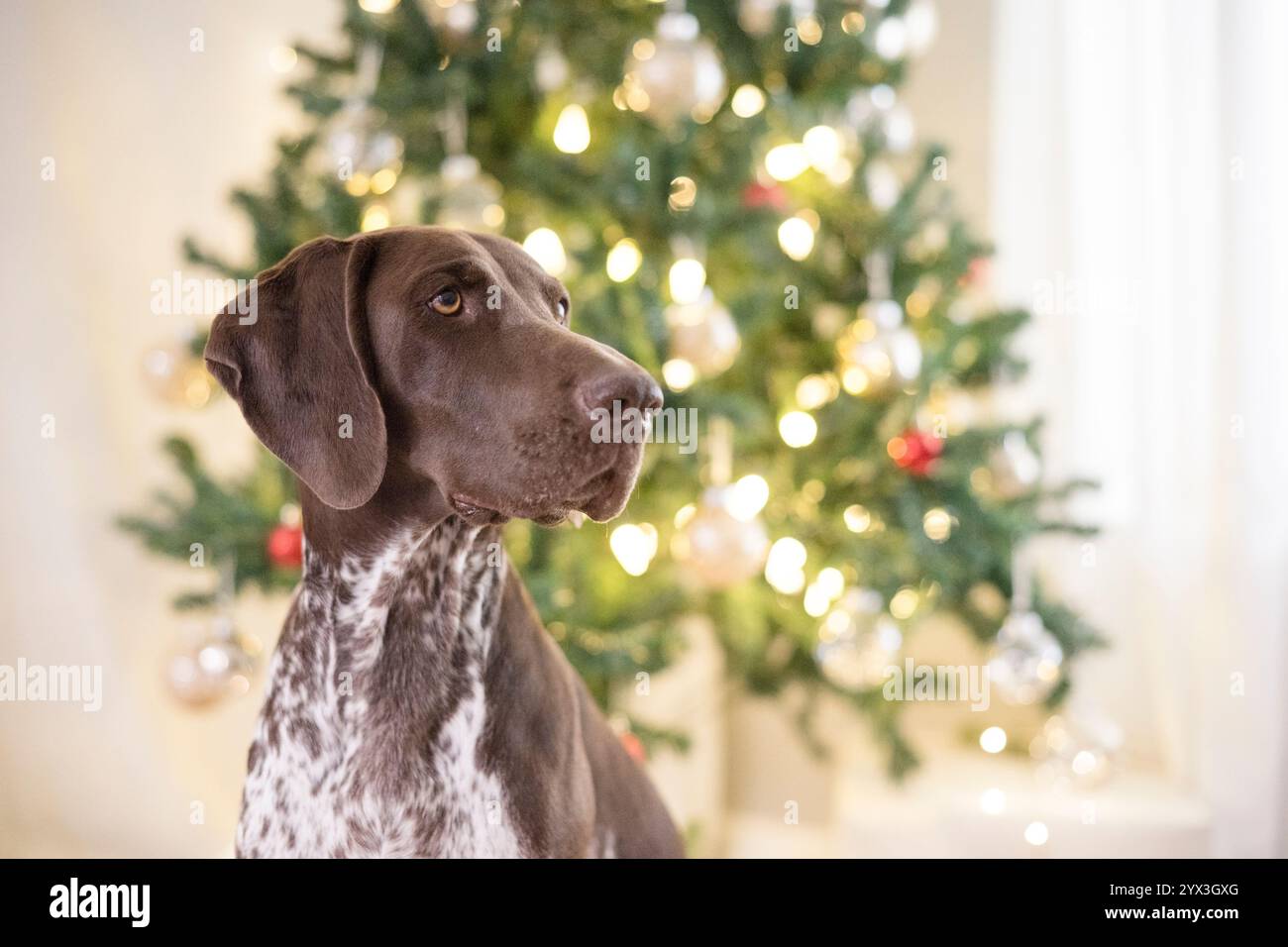 Gros plan d'un chien regardant loin devant le sapin de noël Banque D'Images