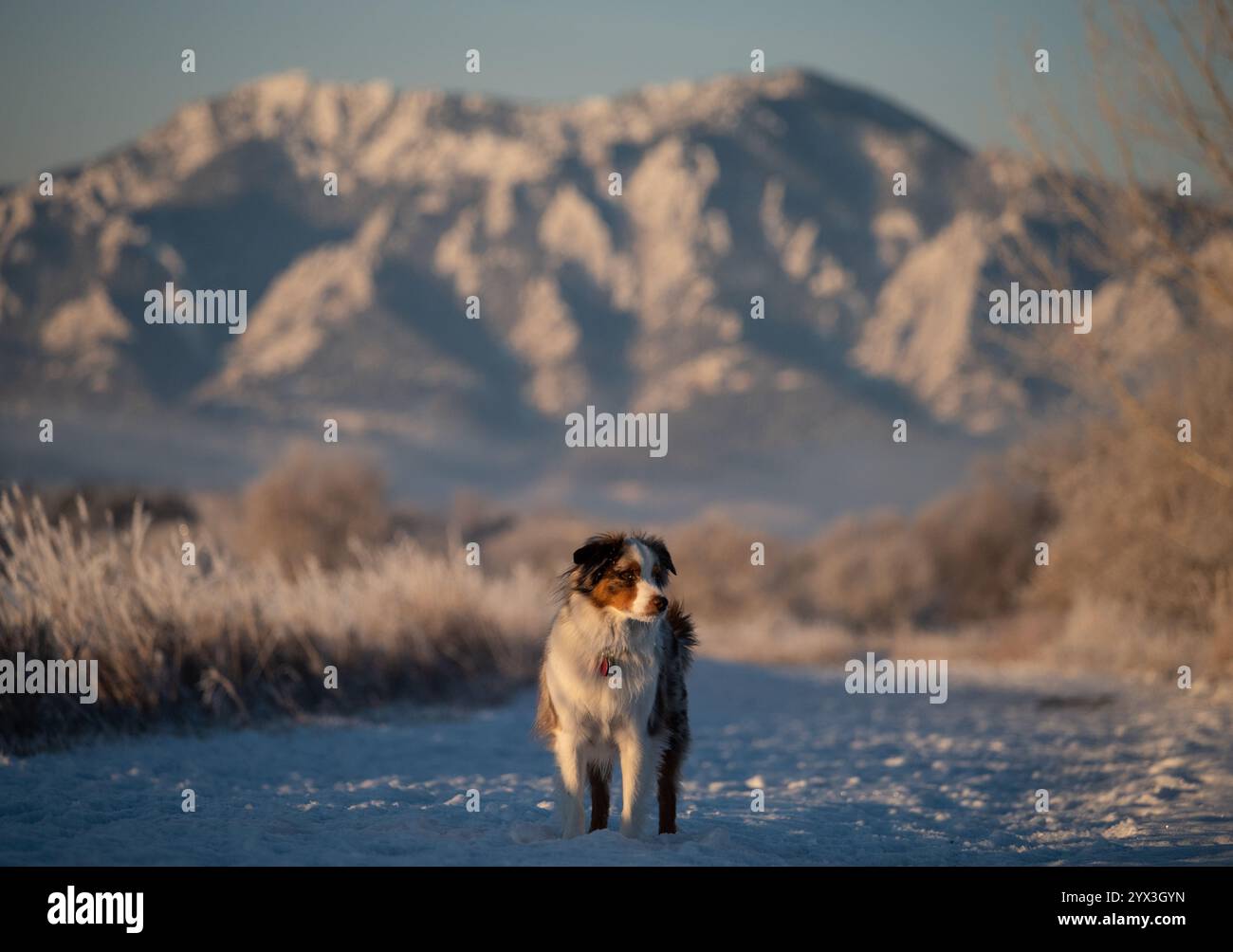 Miniature American Shepherd posant sous des montagnes majestueuses enneigées Banque D'Images
