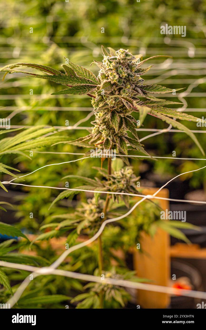 Belles plantes de cannabis d'intérieur avec de grosses pépites en Afrique du Sud Banque D'Images