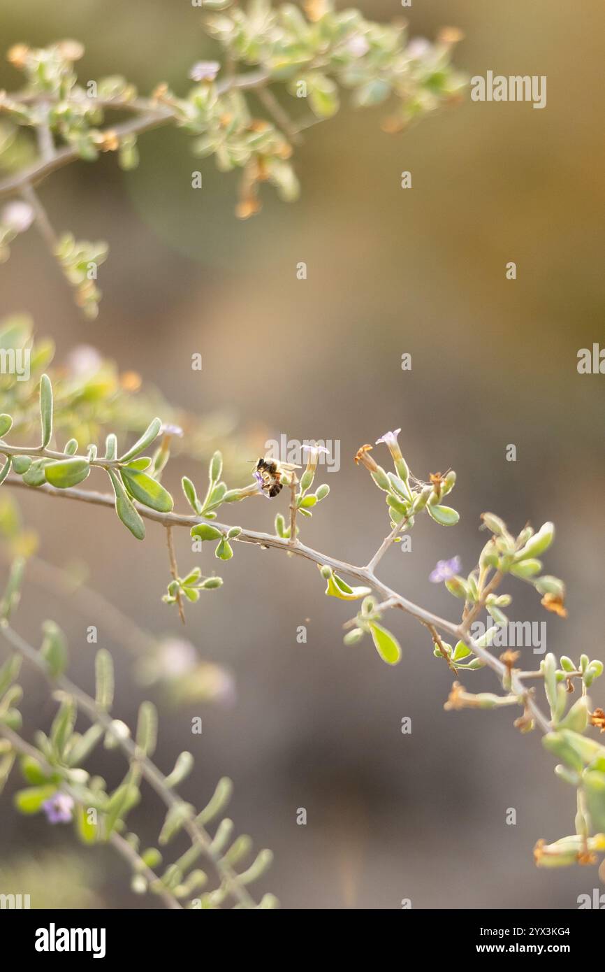 Une abeille perchée sur une branche de désert fleurie dans une douce lumière dorée Banque D'Images