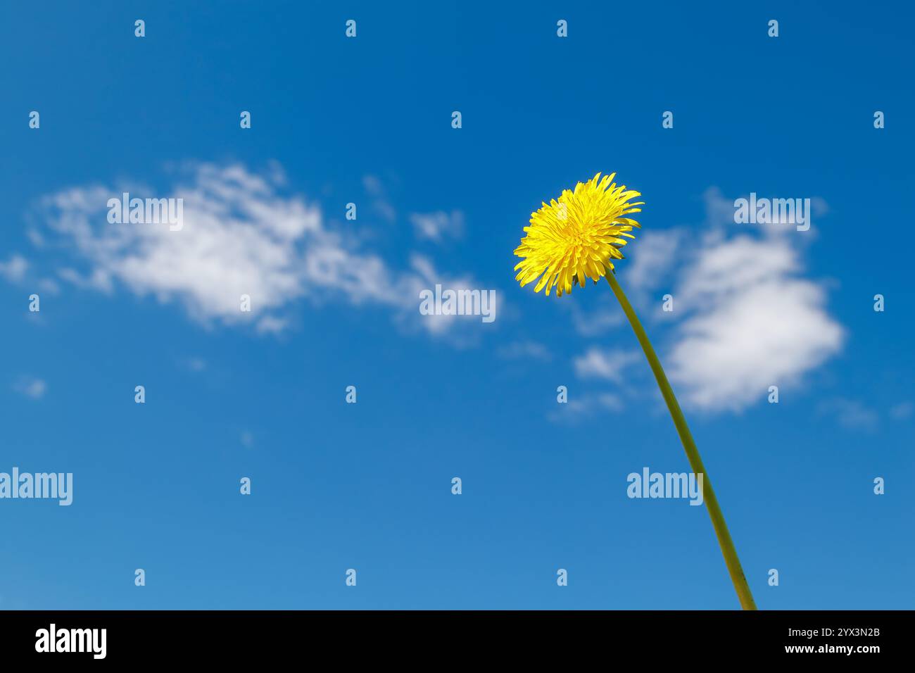Une fleur de pissenlit jaune sur une longue tige contre un ciel bleu clair. Concept minimaliste de la nature printanière Banque D'Images