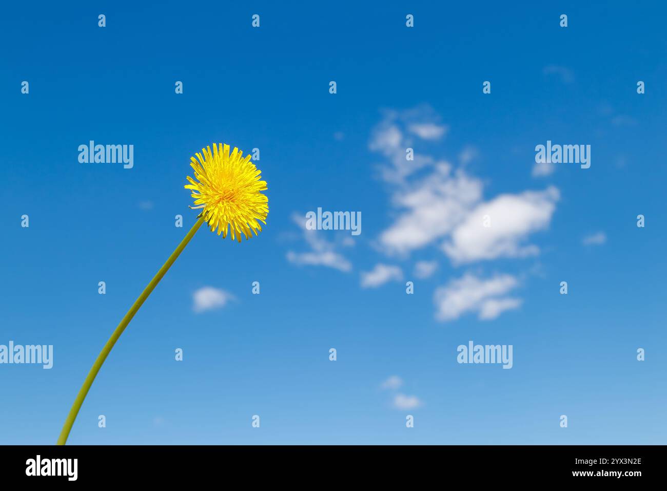 Une fleur de pissenlit jaune sur une longue tige contre un ciel bleu clair. Concept minimaliste de la nature printanière Banque D'Images