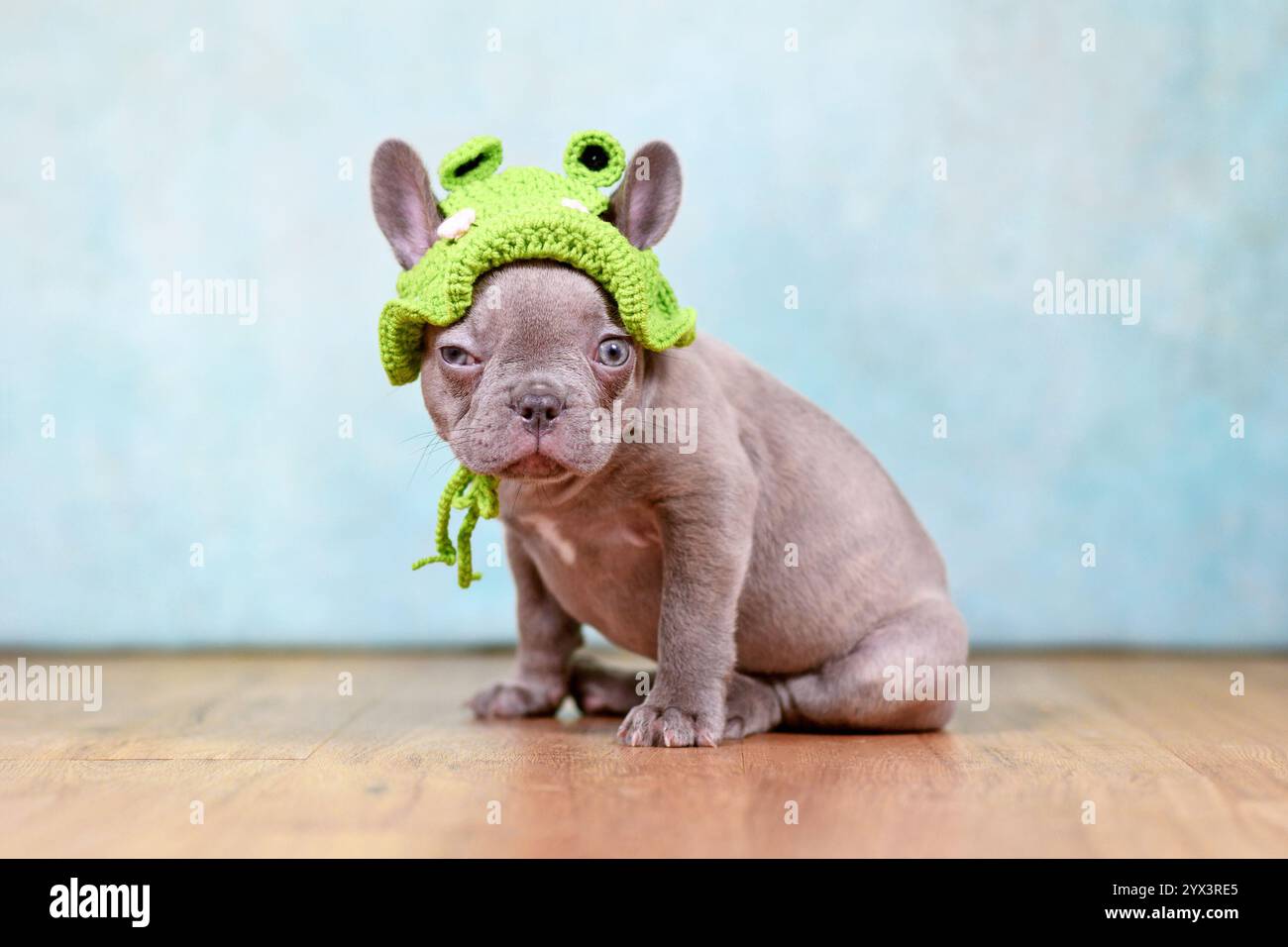Chiot chien bouledogue français avec visage drôle et chapeau de costume de grenouille tricoté Banque D'Images
