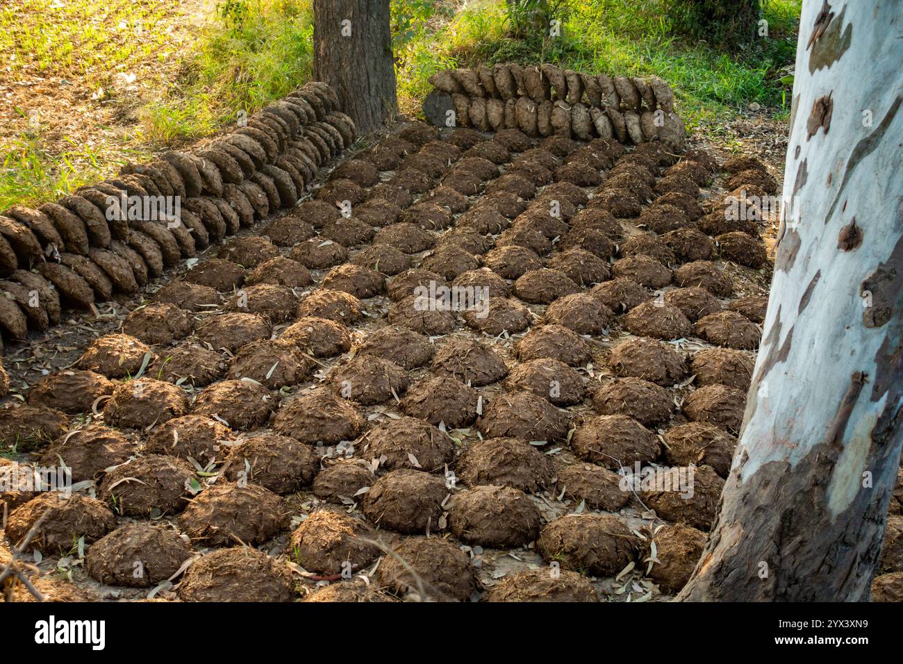 Explorez les terres agricoles écologiques du Pendjab où les gâteaux de bouse de vache sont utilisés comme biocarburant, mettant en valeur les pratiques biologiques et sans produits chimiques dans l'Inde rurale. Banque D'Images