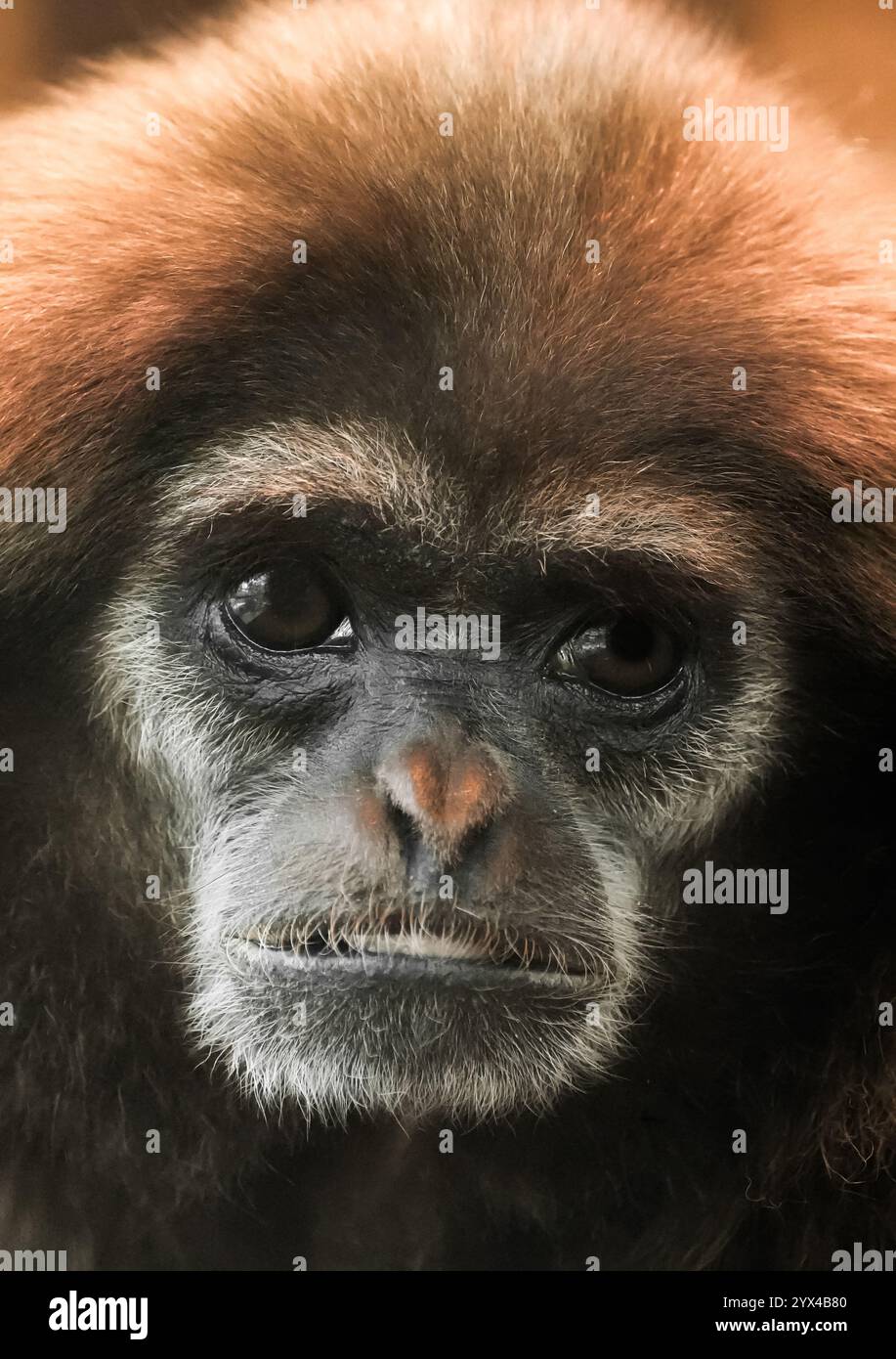 Portrait d'un gibbon à main blanche. Animal en gros plan. Hylobates lar. LAR gibbon Banque D'Images