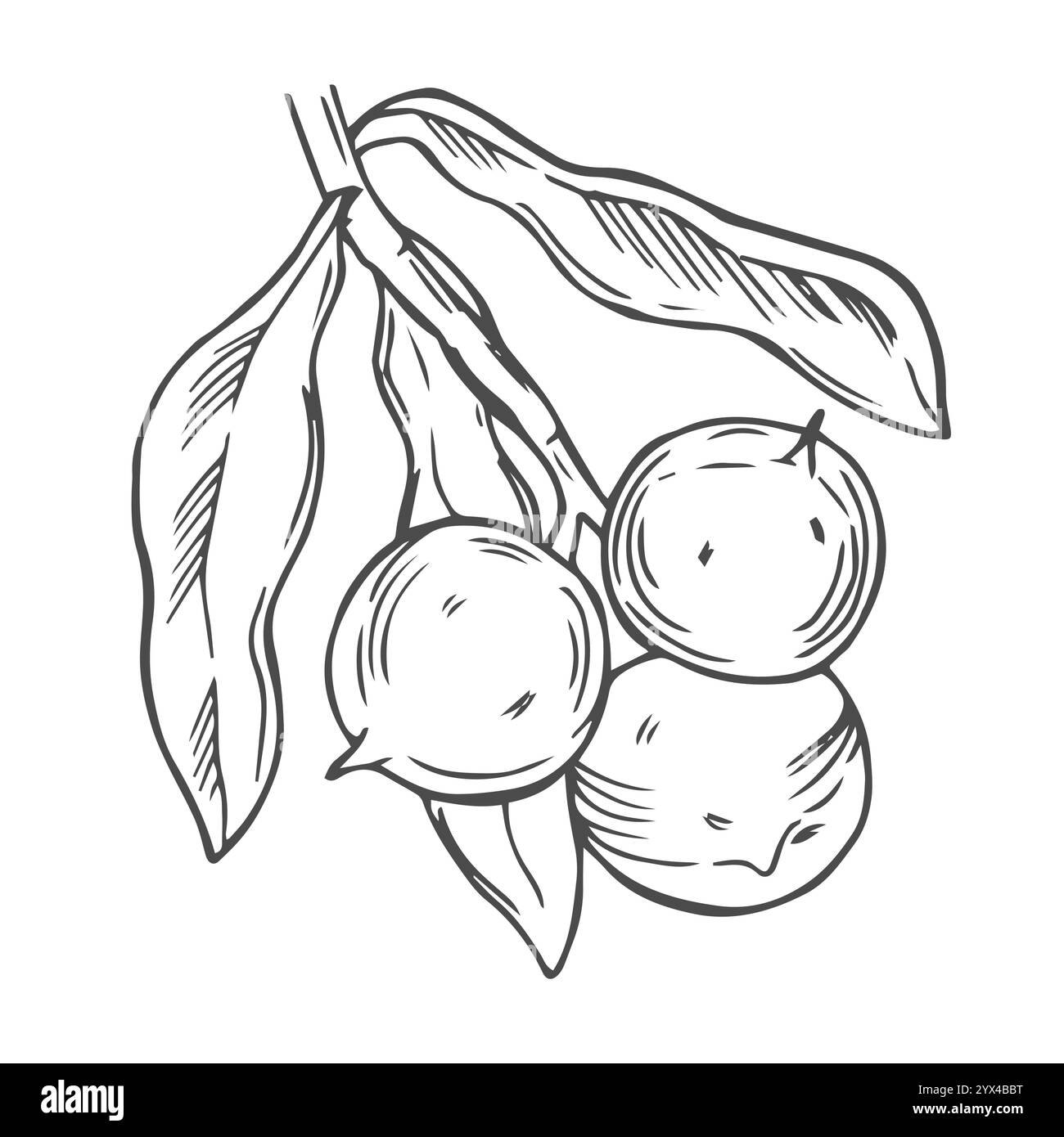 Branche de macadamia avec Nuts Outline Illustration de Vecteur