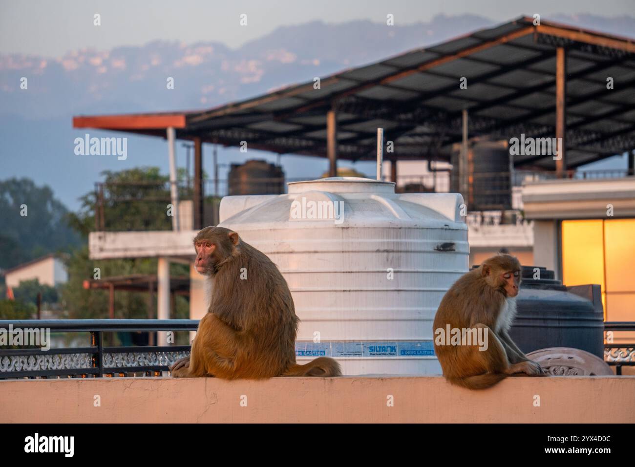 10 décembre 2024 Dehradun City India. Observez les espiègles macaques rhésus sur les toits urbains, une vue commune qui crée des nuisances importantes Banque D'Images