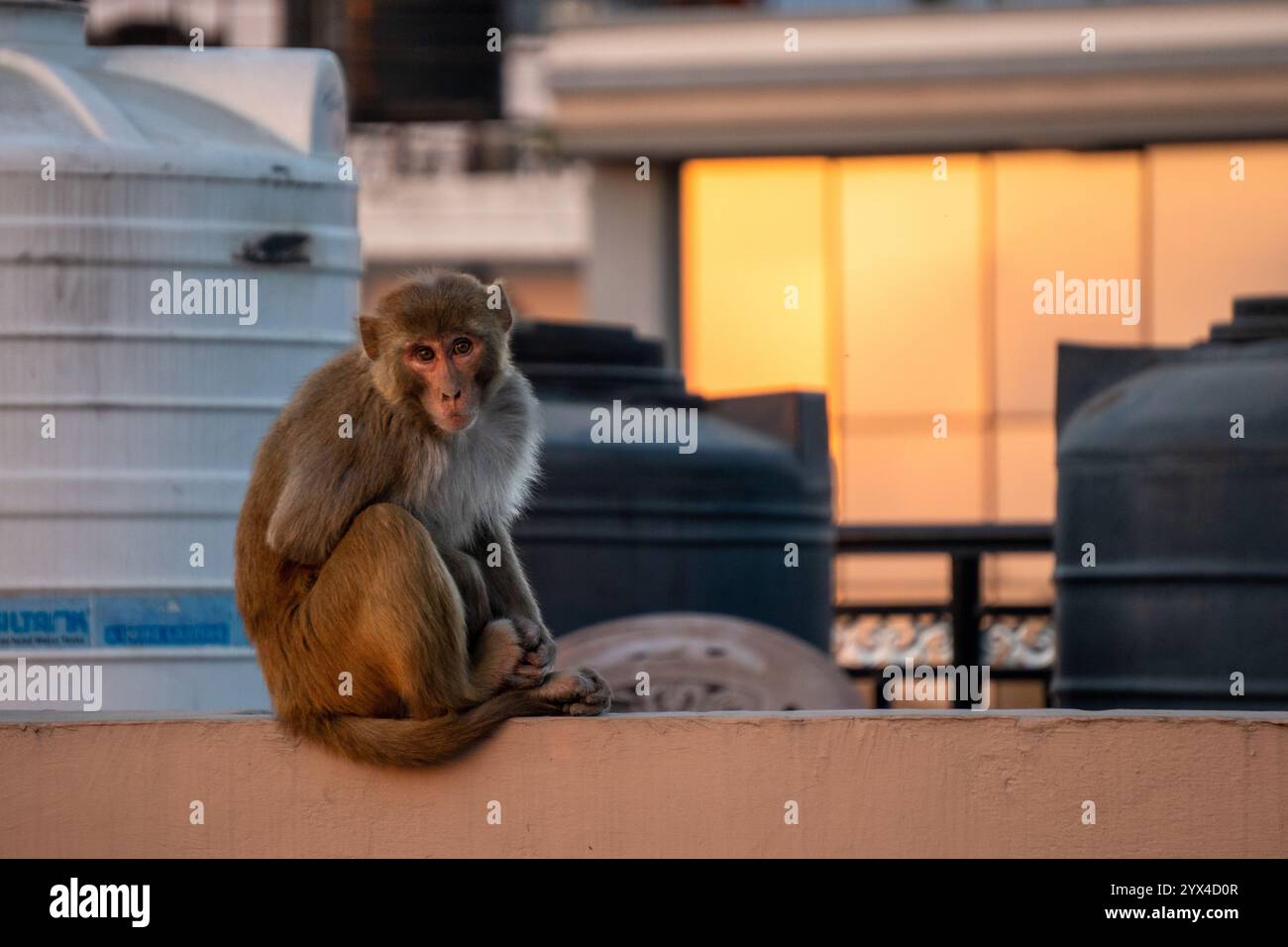 10 décembre 2024 Dehradun City India. Observez les espiègles macaques rhésus sur les toits urbains, une vue commune qui crée des nuisances importantes Banque D'Images