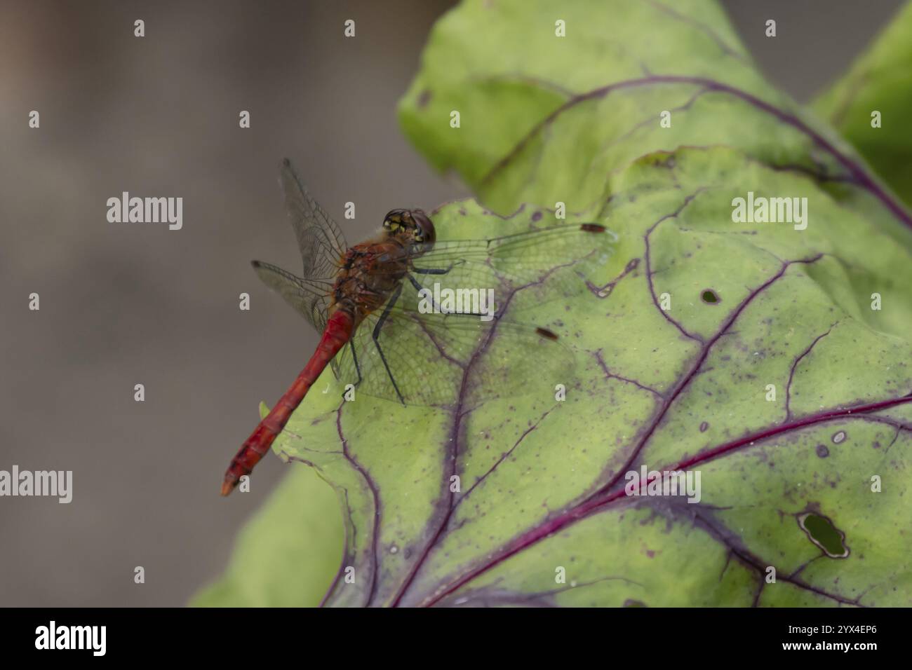 Libellule dard roux (Sympetrum sanguineum) insecte adulte reposant sur une feuille de betterave dans un potager, Angleterre, Royaume-Uni, Europe Banque D'Images