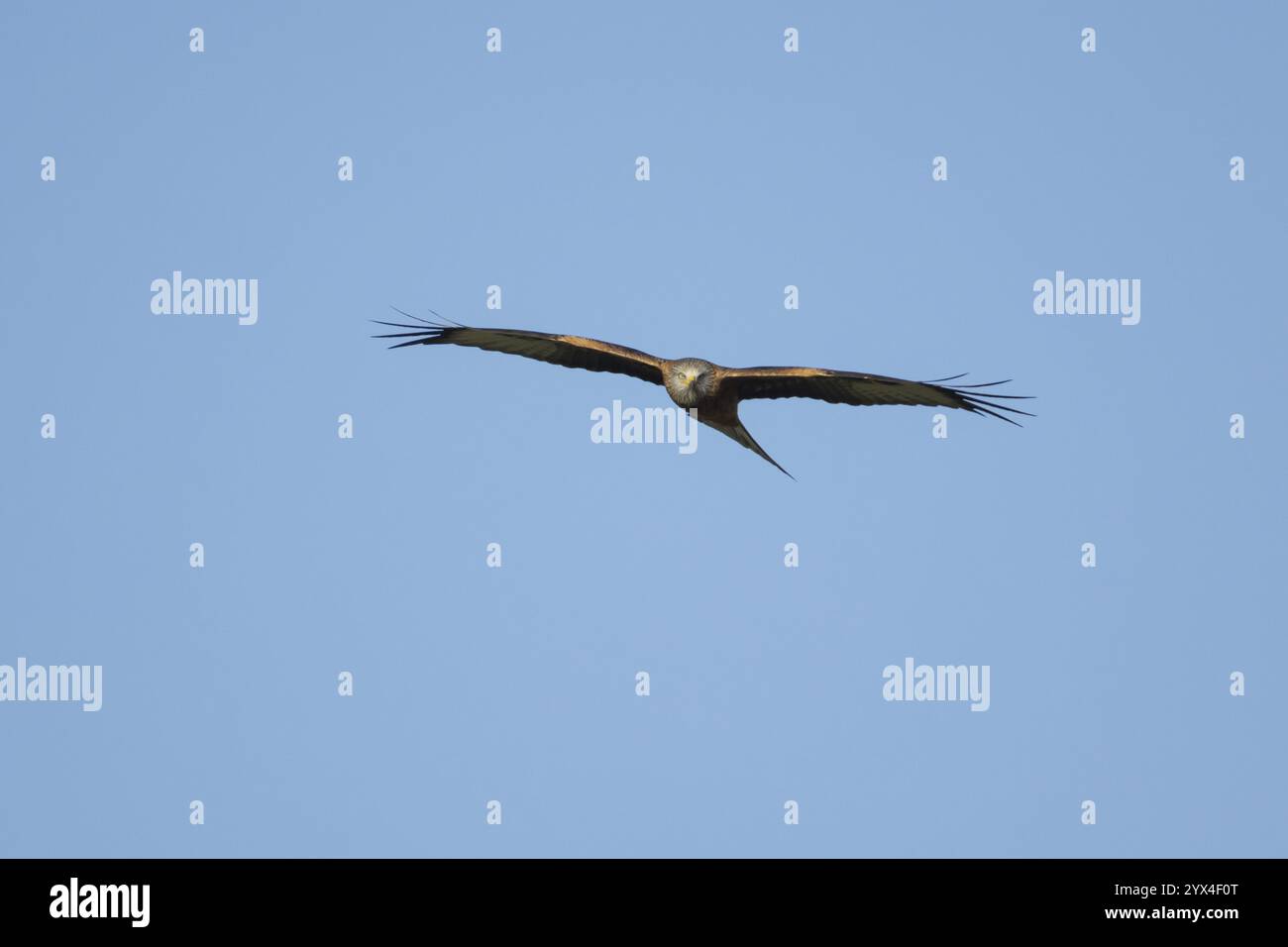 Cerf-volant rouge (Milvus milvus) oiseau de proie adulte volant contre un ciel bleu, Angleterre, Royaume-Uni, Europe Banque D'Images