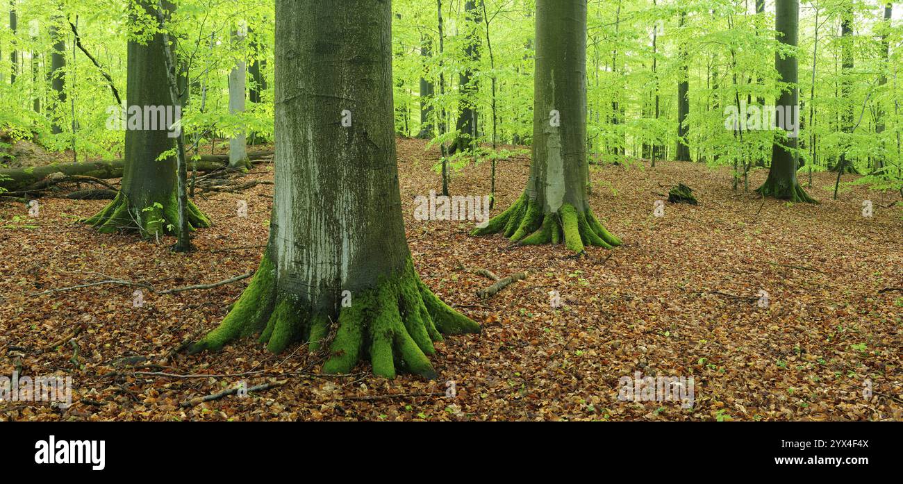 Vieille forêt de hêtres avec des hêtres géants au début du printemps, feuillage vert frais, réserve de forêt naturelle, parc naturel Steigerwald, Franconie, Bavière Banque D'Images