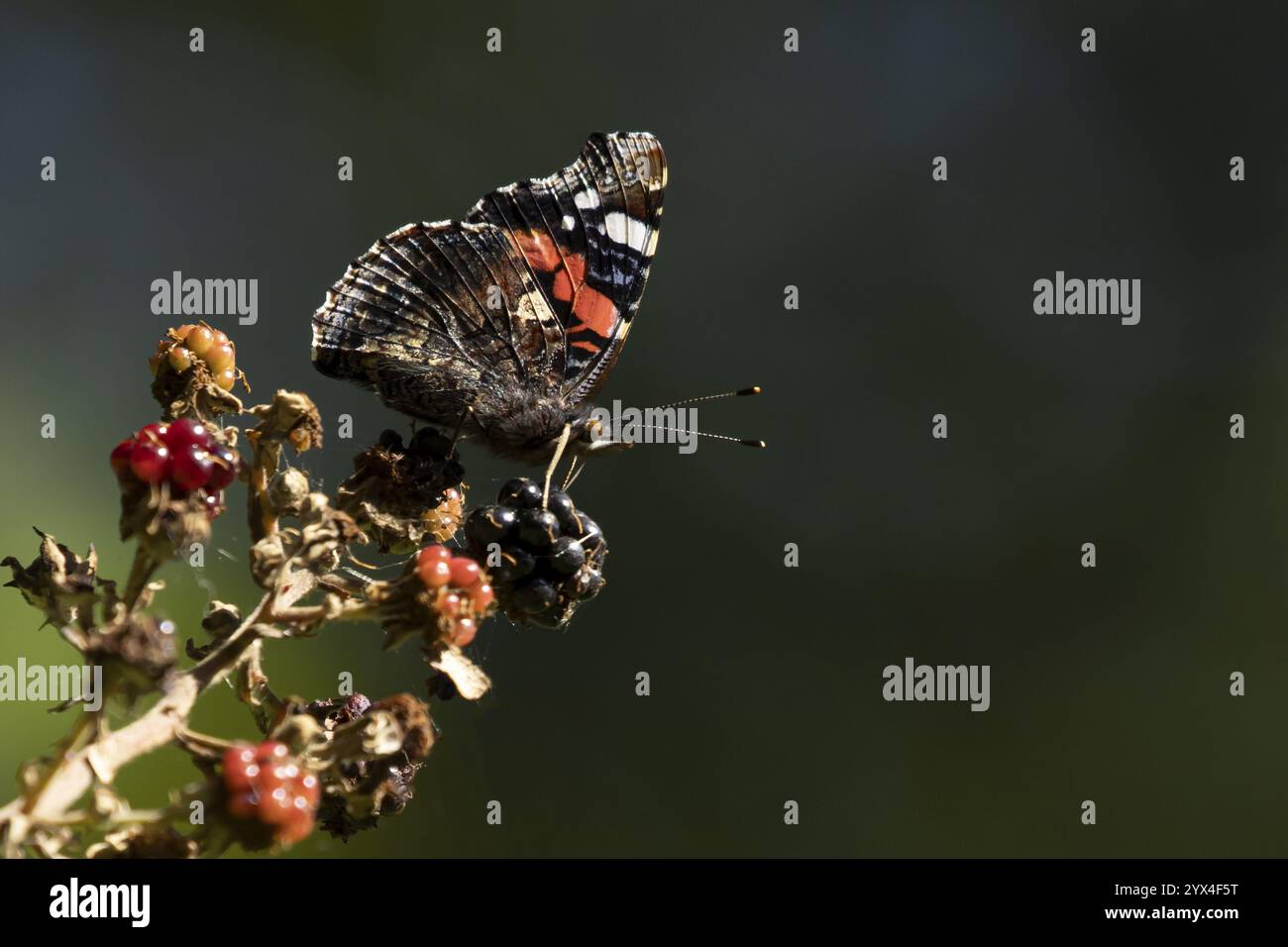 Papillon amiral rouge (Vanessa atalanta) insecte adulte se nourrissant d'un fruit de mûre en été, Angleterre, Royaume-Uni, Europe Banque D'Images