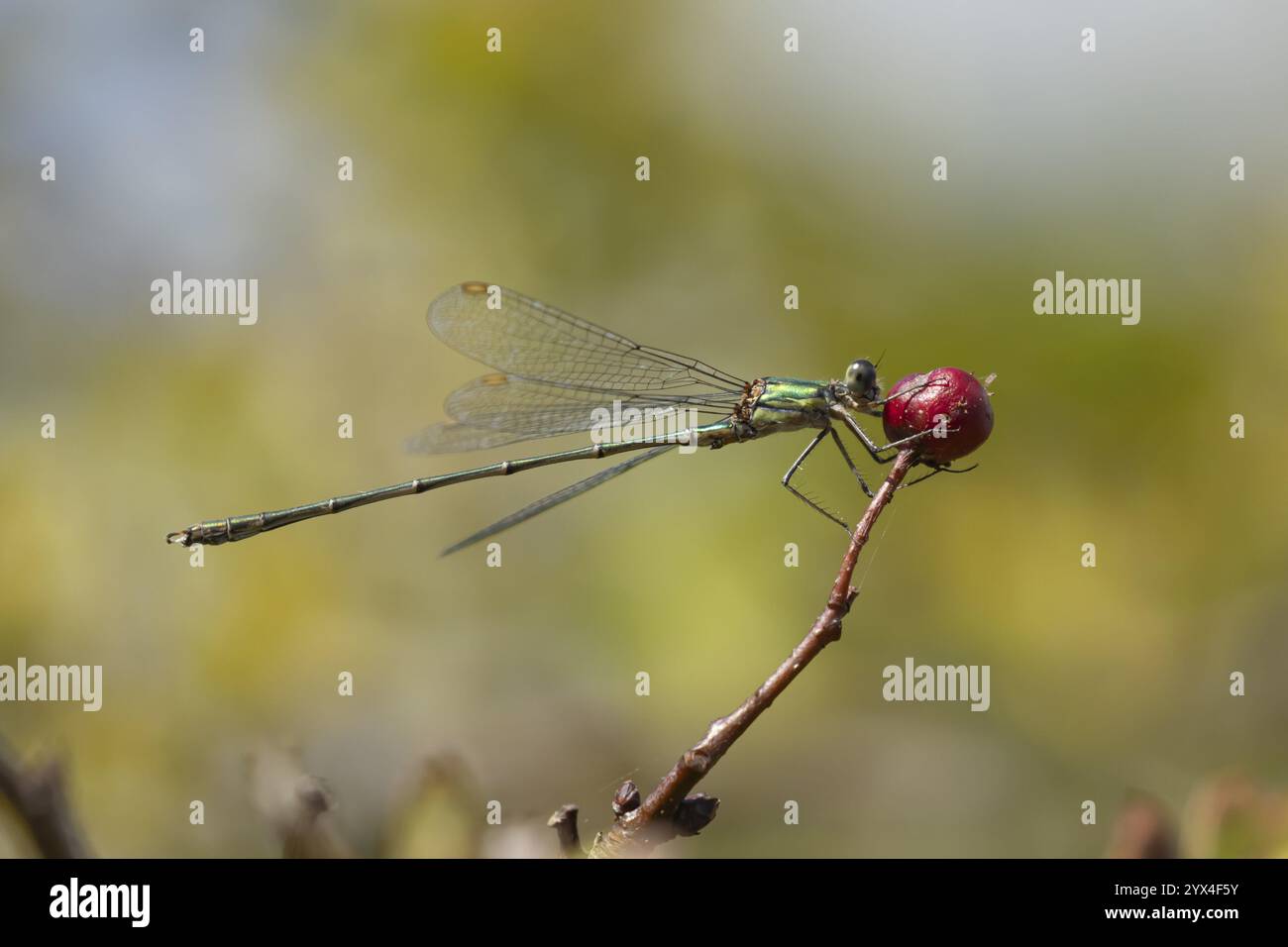 La damoiselle émeraude (Lestes sponsa) insecte adulte sur une baie rouge d'aubépine en été, Angleterre, Royaume-Uni, Europe Banque D'Images