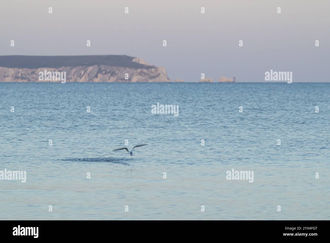 Sterne sandwich (Thalasseus sandvicensis) oiseau adulte volant au-dessus de la mer avec le phare des aiguilles sur l'île de Wight en arrière-plan, Dorset Banque D'Images