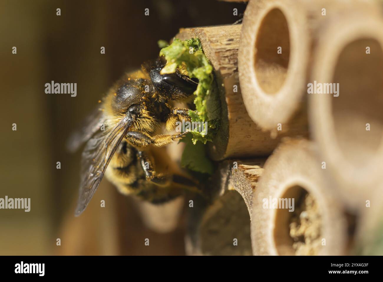 Leafcutter Bee (Megachile willughbiella) adulte remplissant un trou dans un hôtel d'abeille de jardin avec des feuilles, Angleterre, Royaume-Uni, Europe Banque D'Images