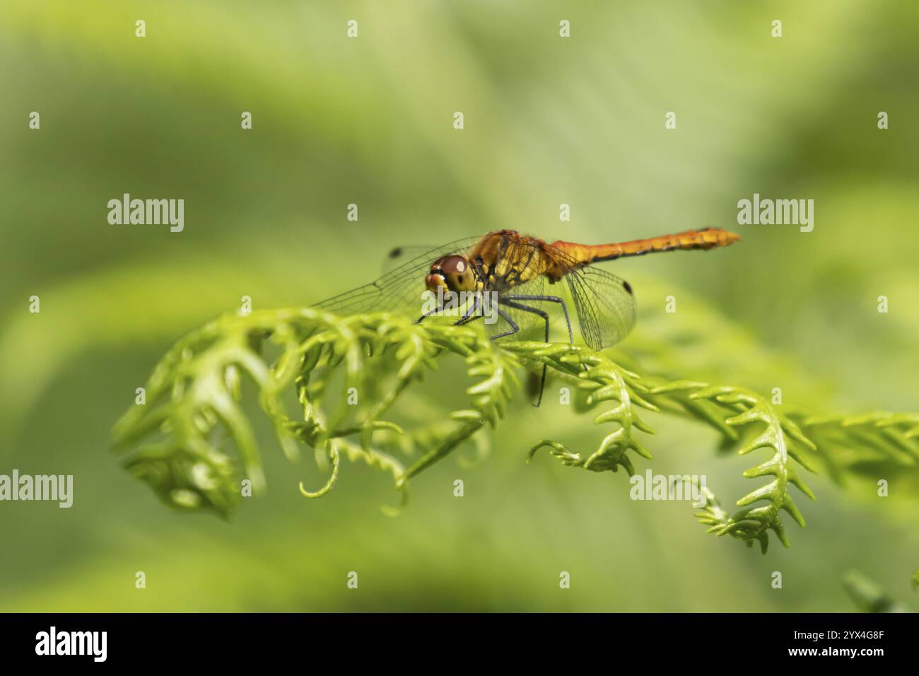 Libellule dard commun (Sympetrum striolatum) insecte femelle adulte sur une feuille de plante Bracken en été, Angleterre, Royaume-Uni, Europe Banque D'Images