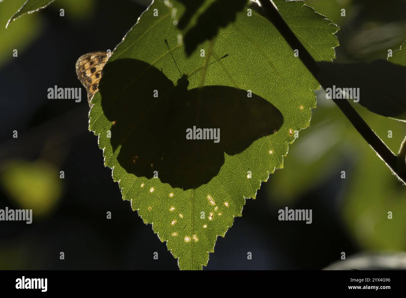 Silhouette de papillon fritillaire lavé à l'argent (Argynnis paphia) d'un insecte adulte reposant sur une feuille d'arbre dans une forêt en été, Angleterre, United Banque D'Images