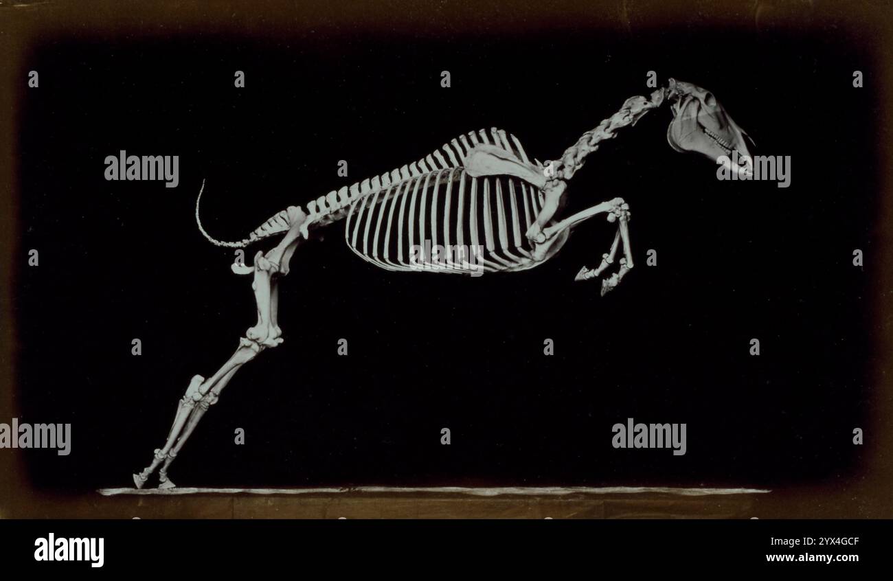 Squelette de cheval sautant, quittant le sol, 1881. Extrait de "The attitudes of Animals in Motion" par Eadweard Muybridge, [Londres, 1881]. Banque D'Images