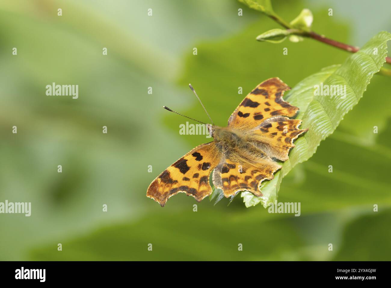 Papillon comma (Polygonia c-album) insecte adulte reposant sur une feuille d'arbre en été, Angleterre, Royaume-Uni, Europe Banque D'Images