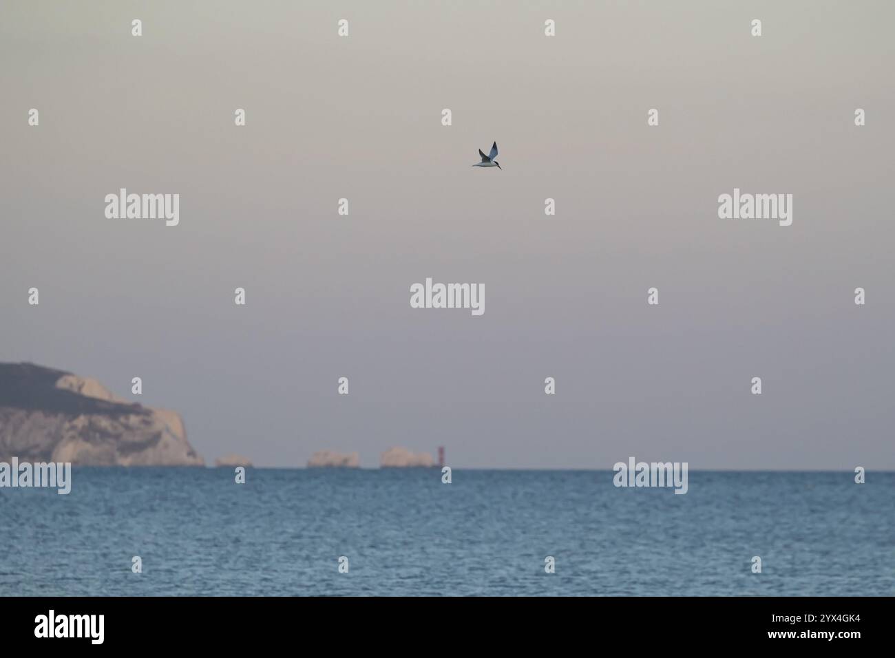 Sterne sandwich (Thalasseus sandvicensis) oiseau adulte volant au-dessus de la mer avec le phare des aiguilles sur l'île de Wight en arrière-plan, Dorset Banque D'Images
