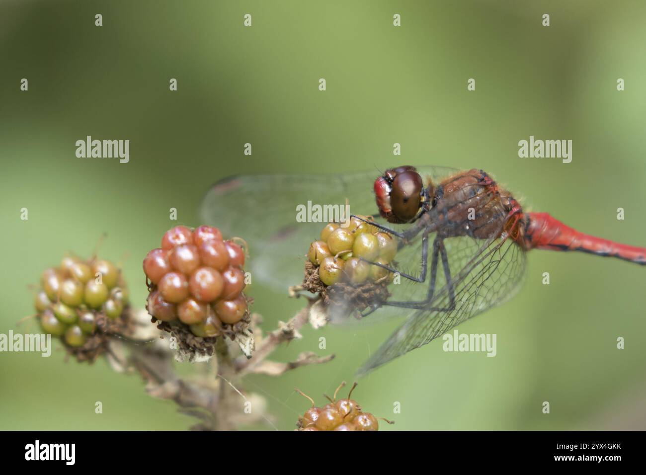 Libellule dard commun (Sympetrum striolatum) insecte mâle adulte sur un fruit de mûre en été, Angleterre, Royaume-Uni, Europe Banque D'Images
