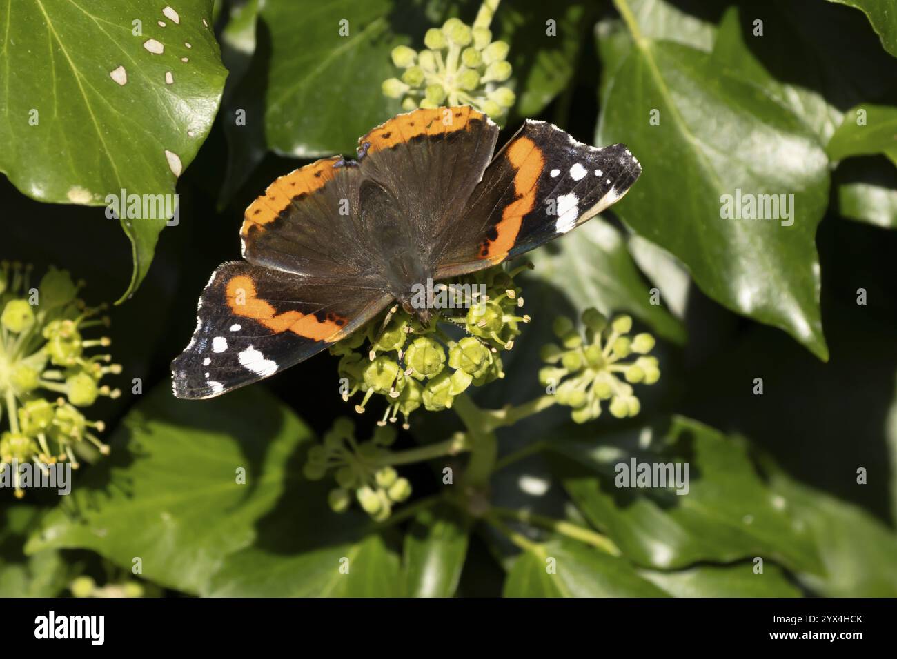 Papillon amiral rouge (Vanessa atalanta) insecte adulte se nourrissant sur un jardin Ivy (Hedera Helix) plante des fleurs en automne, Angleterre, Royaume-Uni, EUR Banque D'Images