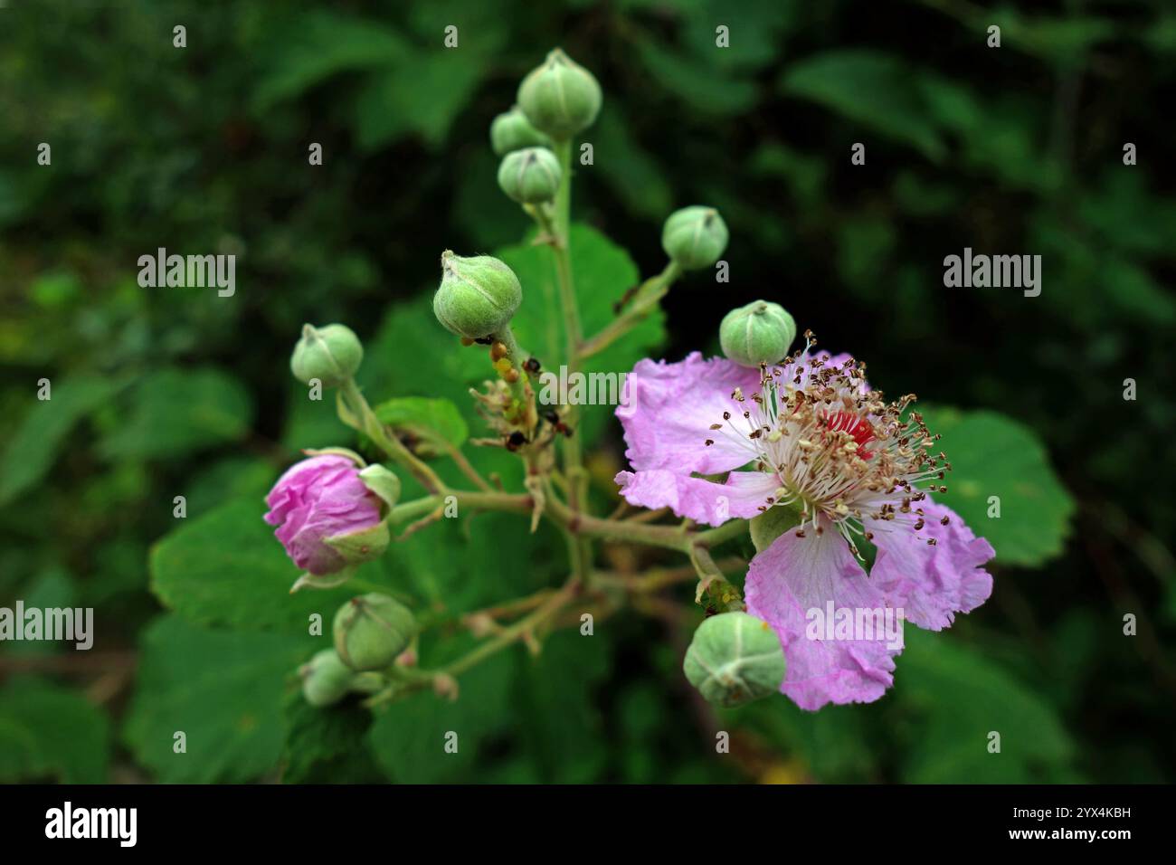 Fruit de baies, mûre, ronce, mûre, Rubus sectio Rubus, fleur radiale symétrique avec cinq pétales et de nombreuses étamines, écoulement radial symétrique Banque D'Images